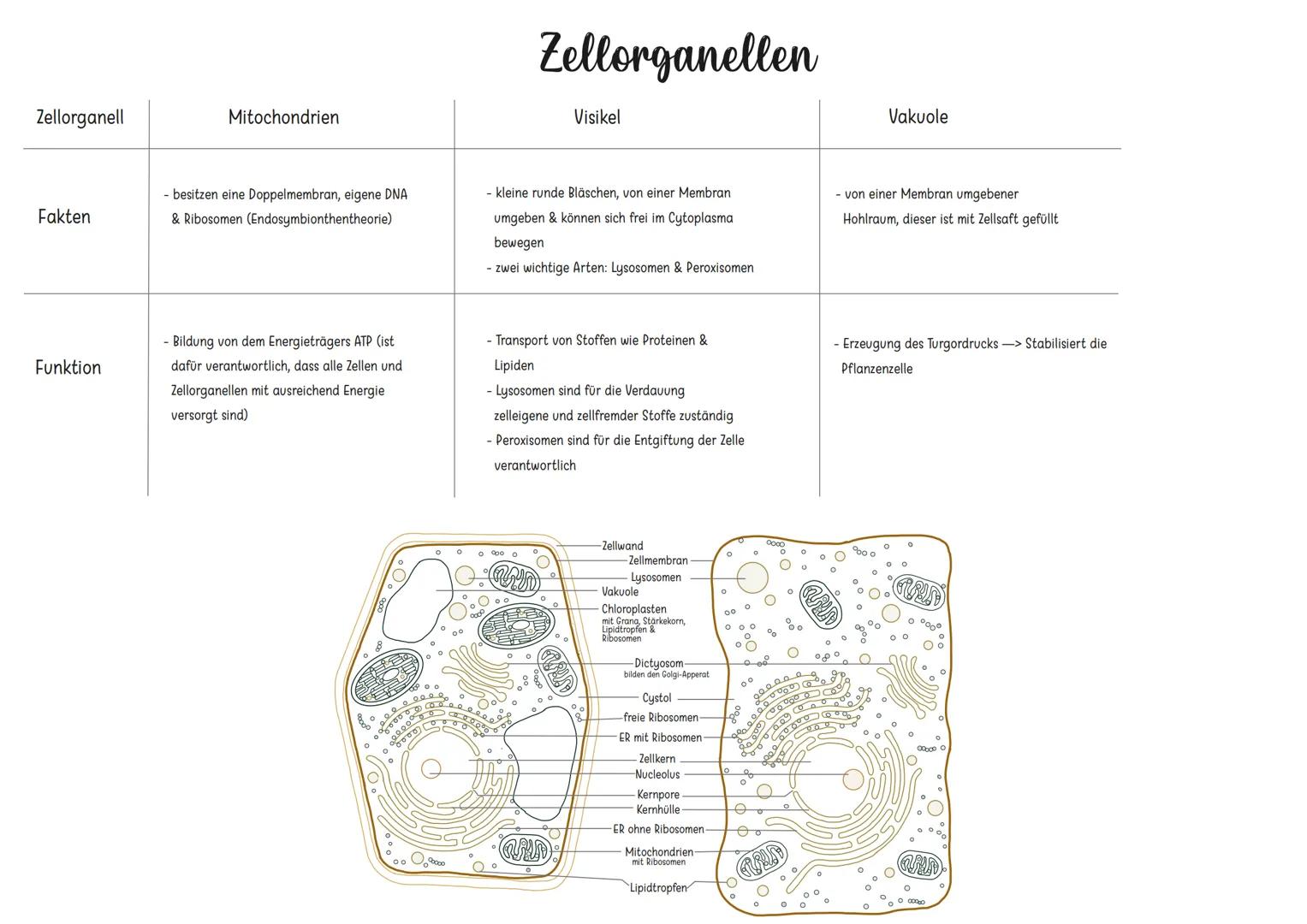 Zellorganell
Fakten
Funktion
Zellkern
Zellorganellen
Endoplasmatisches Retikulum
Ribosomen
Golgi-Apparat
- Kennzeichen für jeden Euk