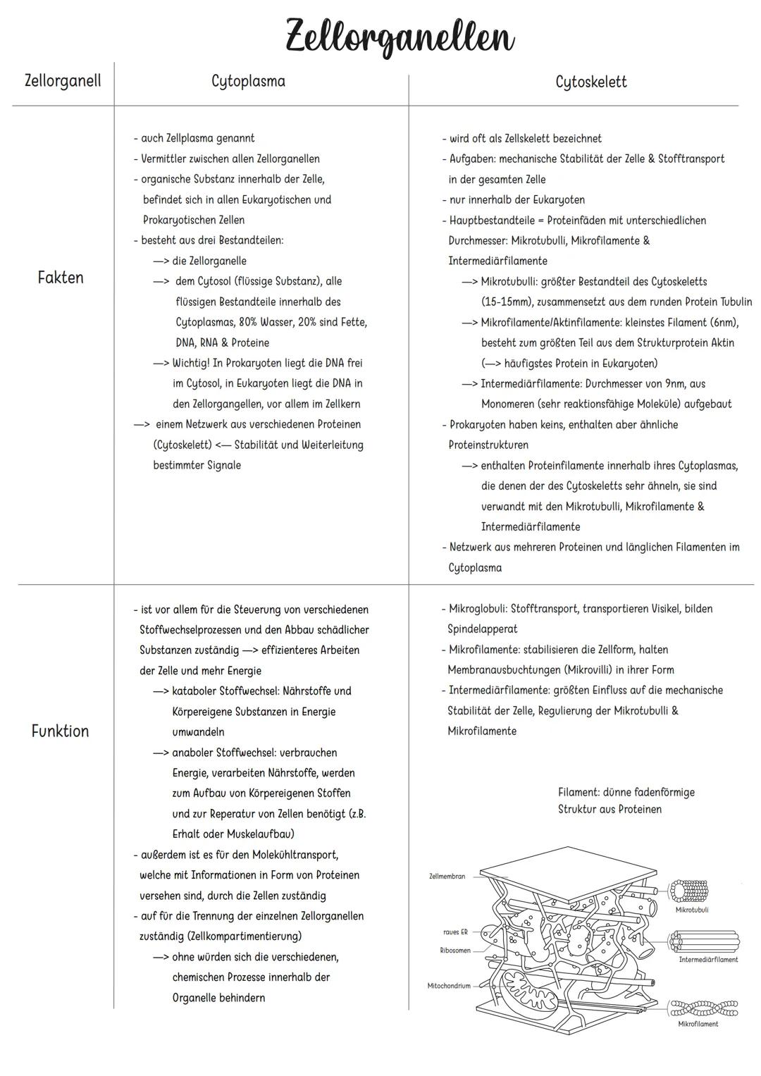 Zellorganell
Fakten
Funktion
Zellkern
Zellorganellen
Endoplasmatisches Retikulum
Ribosomen
Golgi-Apparat
- Kennzeichen für jeden Euk