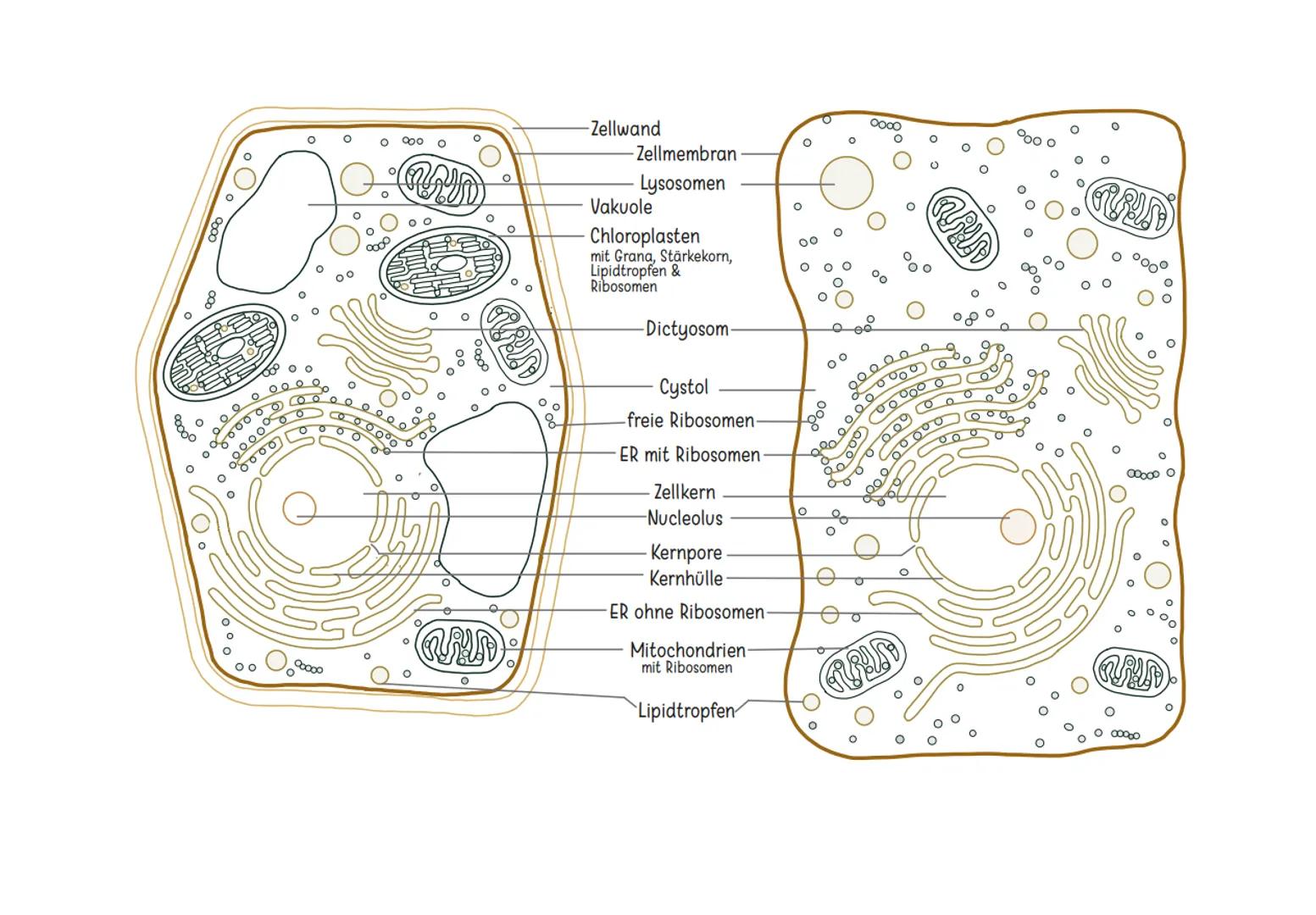 Zellorganell
Fakten
Funktion
Zellkern
Zellorganellen
Endoplasmatisches Retikulum
Ribosomen
Golgi-Apparat
- Kennzeichen für jeden Euk