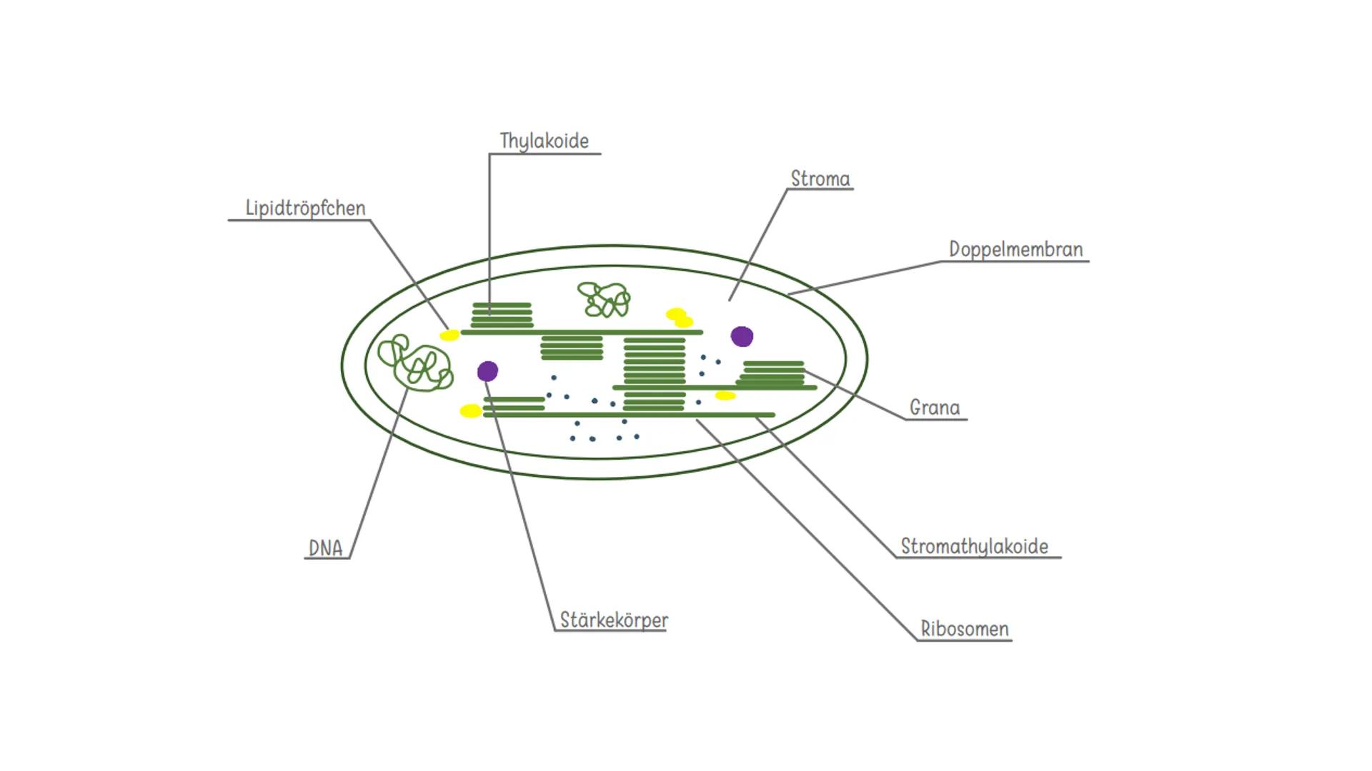 Zellorganell
Fakten
Funktion
Zellkern
Zellorganellen
Endoplasmatisches Retikulum
Ribosomen
Golgi-Apparat
- Kennzeichen für jeden Euk