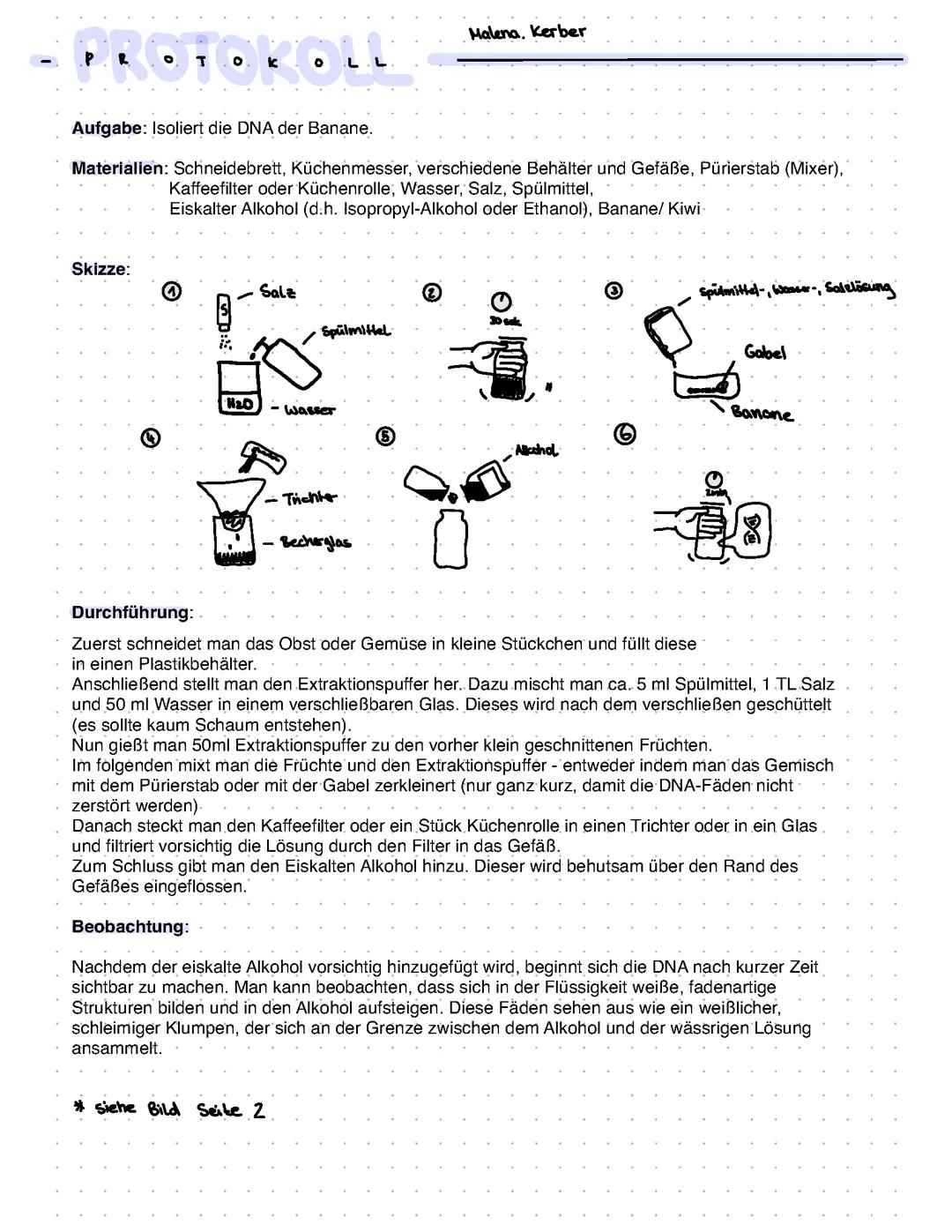 Protokoll DNA Isolierung Banane