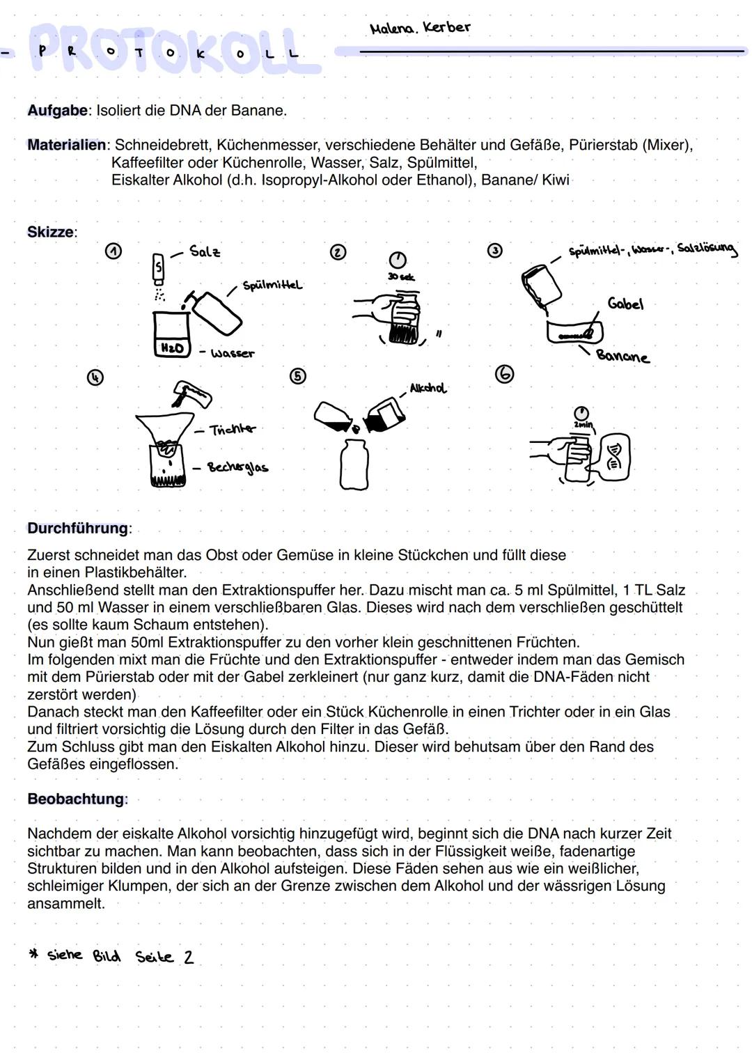 - PROTOKOLL
Aufgabe: Isoliert die DNA der Banane.
Malena. Kerber
Materialien: Schneidebrett, Küchenmesser, verschiedene Behälter und Gefäße,