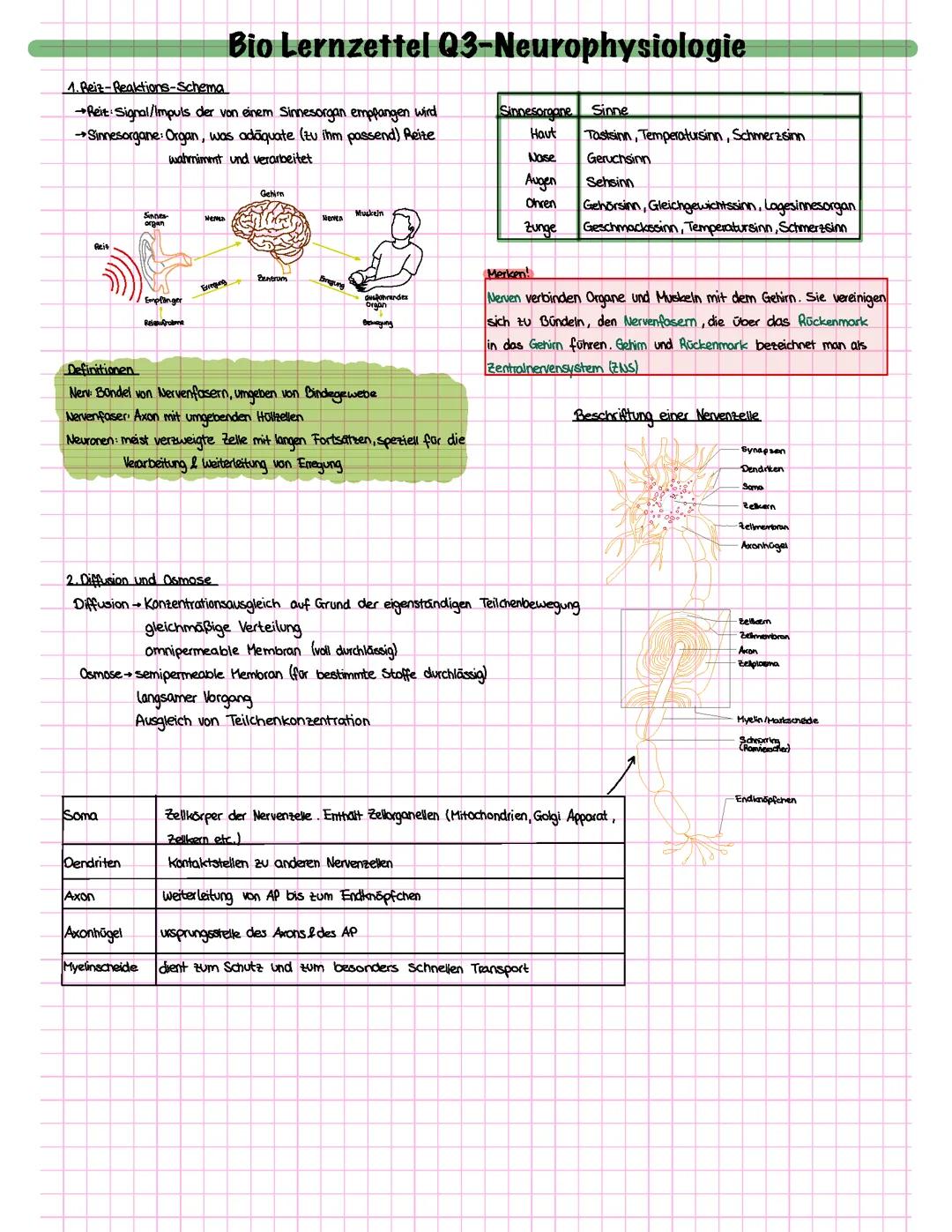 Bio Q3-Neurophysiologie
