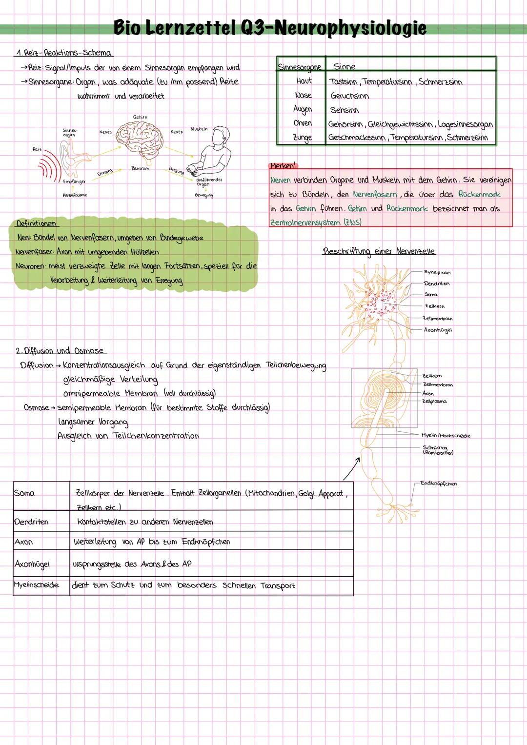1. Reiz-Reaktions-Schema
Bio Lernzettel Q3-Neurophysiologie
Reiz Signal/Impuls der von einem Sinnesorgan empfangen wird
→Sinnesorgane: Organ