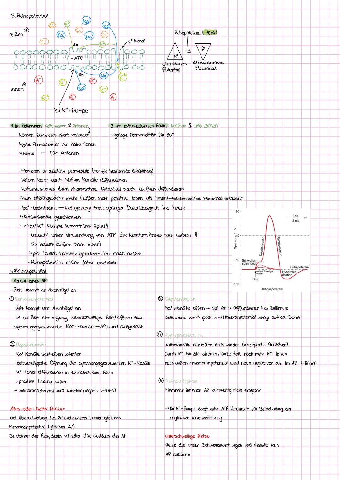 1. Reiz-Reaktions-Schema
Bio Lernzettel Q3-Neurophysiologie
Reiz Signal/Impuls der von einem Sinnesorgan empfangen wird
→Sinnesorgane: Organ