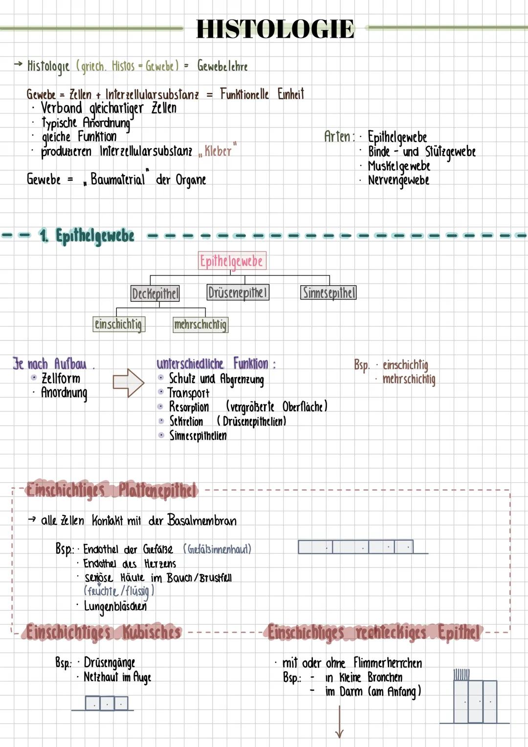 # HISTOLOGIE
$\\rightarrow$ Histologie (Griech. Histos = Gewebe) = Gewebelehre
* Gewebe = Zellen + Interzellularsubstanz = Funktionelle