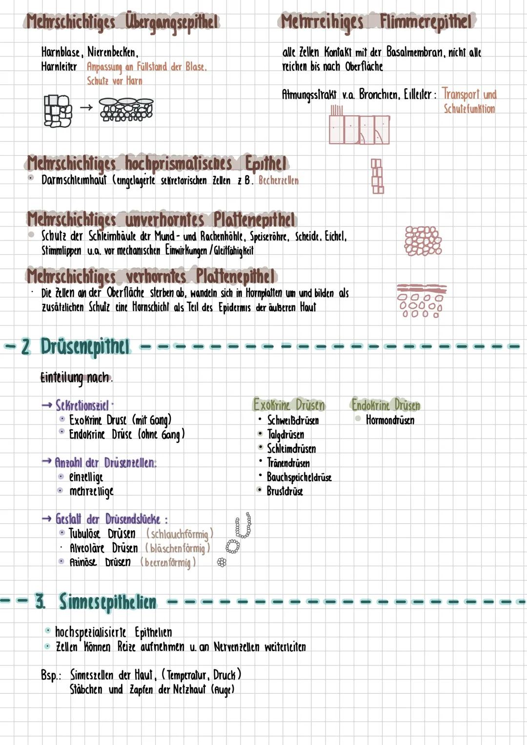 # HISTOLOGIE
$\\rightarrow$ Histologie (Griech. Histos = Gewebe) = Gewebelehre
* Gewebe = Zellen + Interzellularsubstanz = Funktionelle