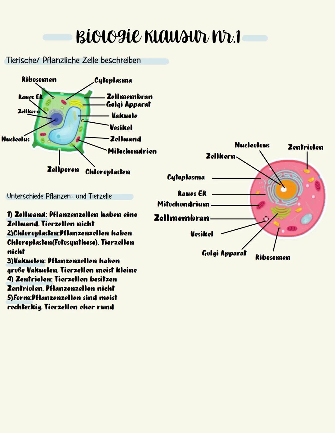 Biologie Klausur nr.1
Tierische/ Pflanzliche Zelle beschreiben
Ribosomen
Raues ER
Zellkern
Nucleolus
Cytoplasma
Zellmembran
-Golgi Apparat
V