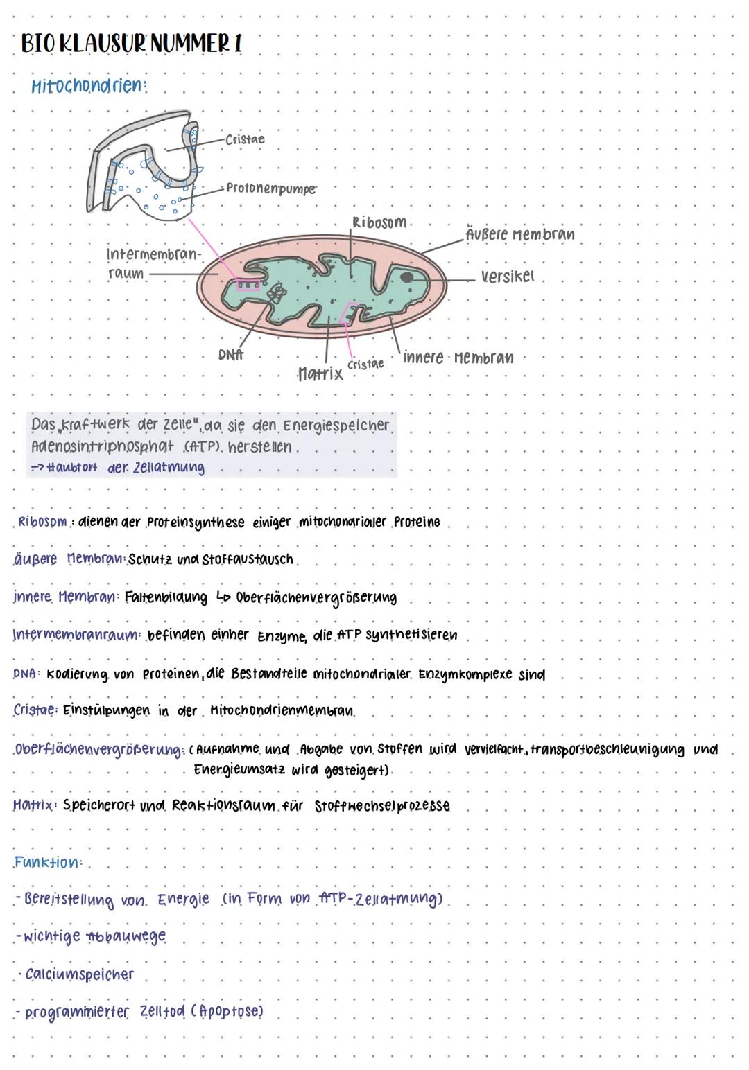 BIO KLAUSUR NUMMER I
Mitochondrien
Intermembran-
raum
-Cristae
Protonenpumpe
Ribosom.
Außere Membran
Versikel
DNA
Cristae
innere Membran
Mat