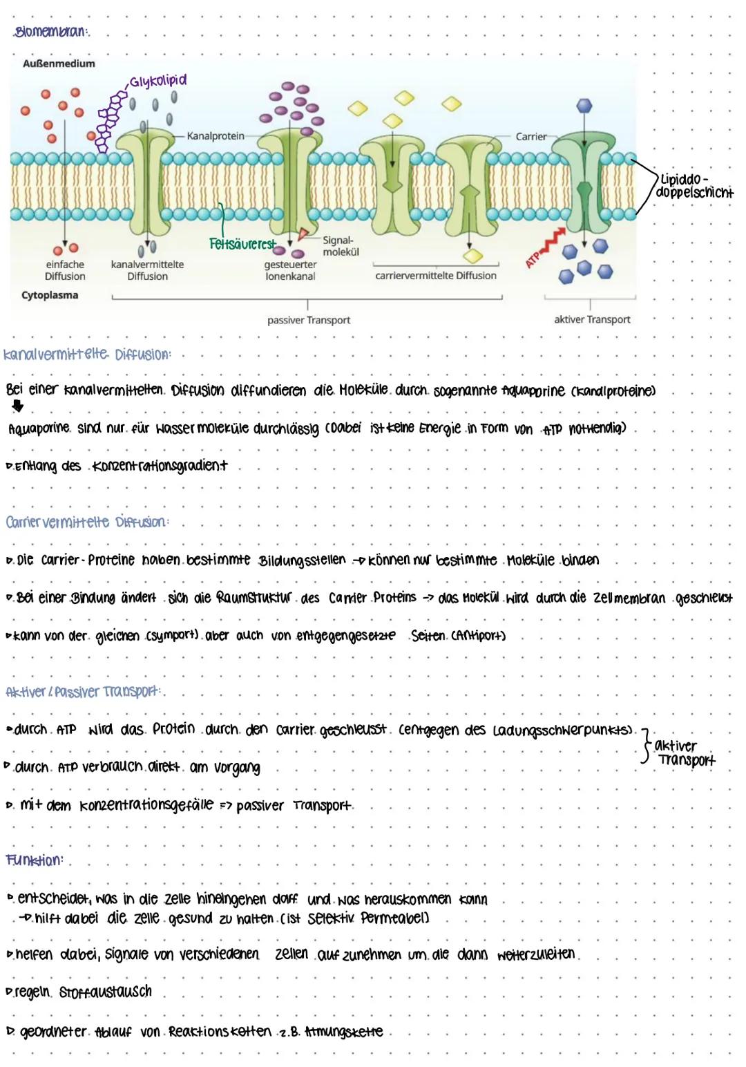 BIO KLAUSUR NUMMER I
Mitochondrien
Intermembran-
raum
-Cristae
Protonenpumpe
Ribosom.
Außere Membran
Versikel
DNA
Cristae
innere Membran
Mat