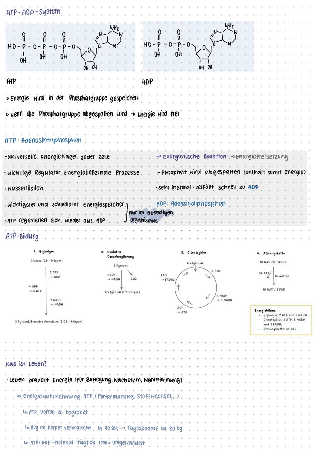 BIO KLAUSUR NUMMER I
Mitochondrien
Intermembran-
raum
-Cristae
Protonenpumpe
Ribosom.
Außere Membran
Versikel
DNA
Cristae
innere Membran
Mat