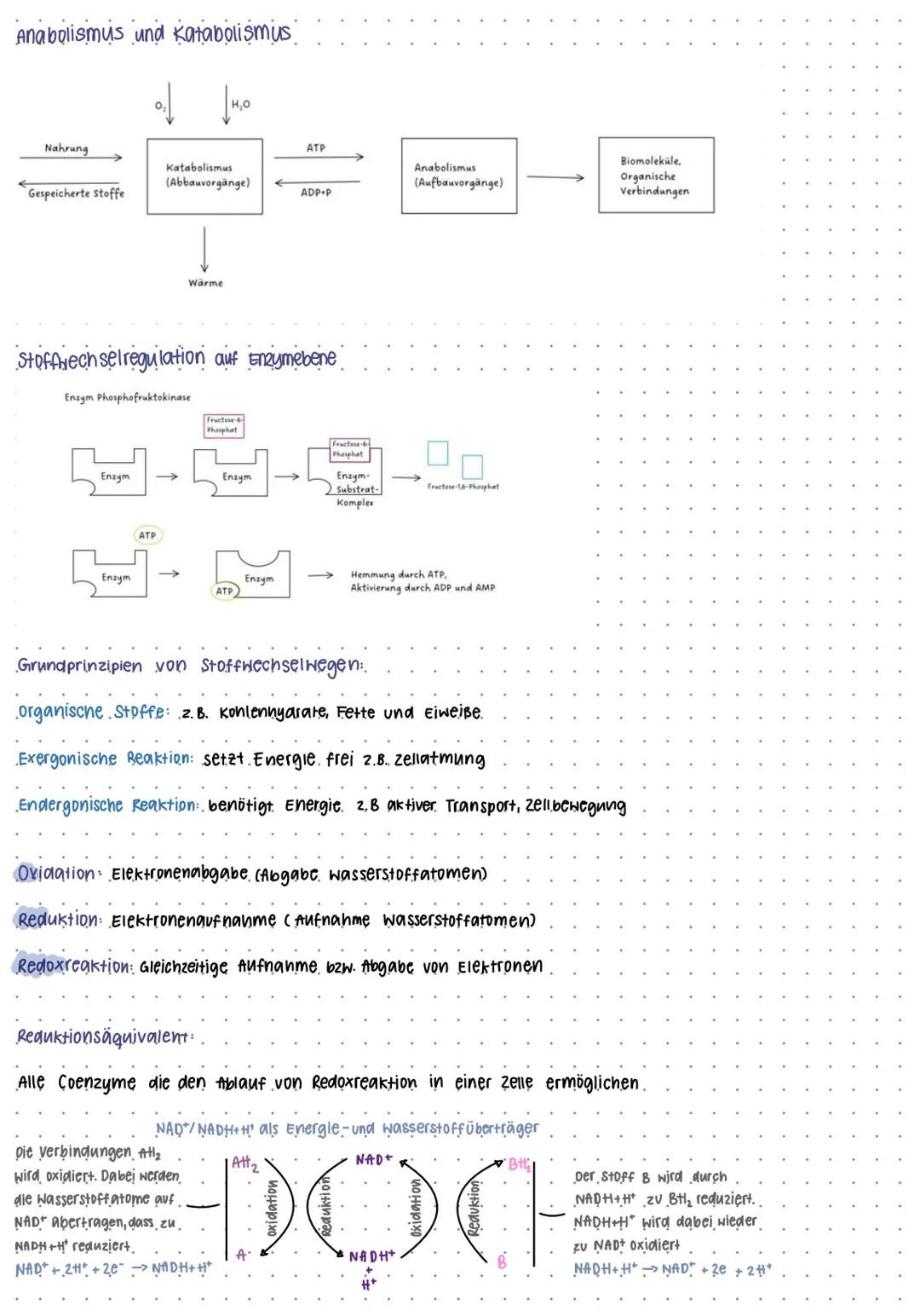 BIO KLAUSUR NUMMER I
Mitochondrien
Intermembran-
raum
-Cristae
Protonenpumpe
Ribosom.
Außere Membran
Versikel
DNA
Cristae
innere Membran
Mat