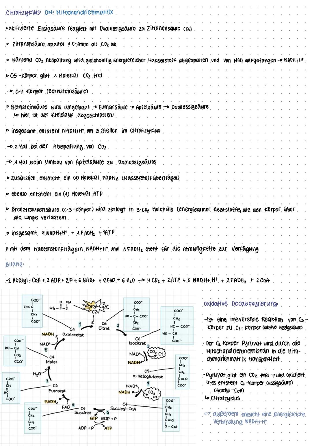 BIO KLAUSUR NUMMER I
Mitochondrien
Intermembran-
raum
-Cristae
Protonenpumpe
Ribosom.
Außere Membran
Versikel
DNA
Cristae
innere Membran
Mat