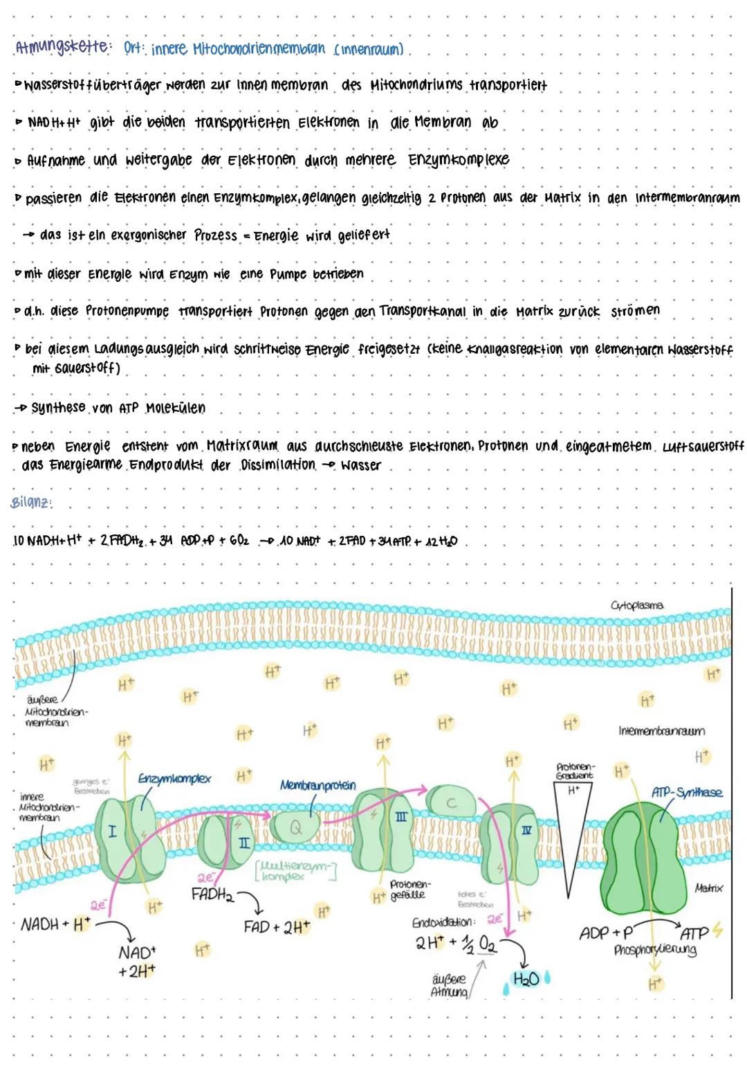 BIO KLAUSUR NUMMER I
Mitochondrien
Intermembran-
raum
-Cristae
Protonenpumpe
Ribosom.
Außere Membran
Versikel
DNA
Cristae
innere Membran
Mat