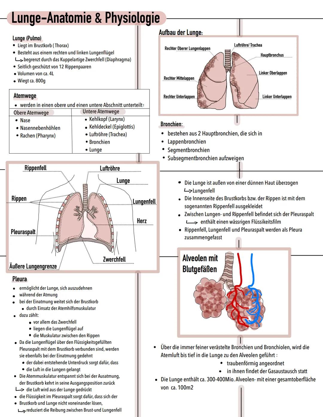 Lunge-Anatomie & Physiologie
Lunge (Pulmo)
• Liegt im Brustkorb (Thorax)
• Besteht aus einem rechten und linken Lungenflügel
L>begrenzt durc