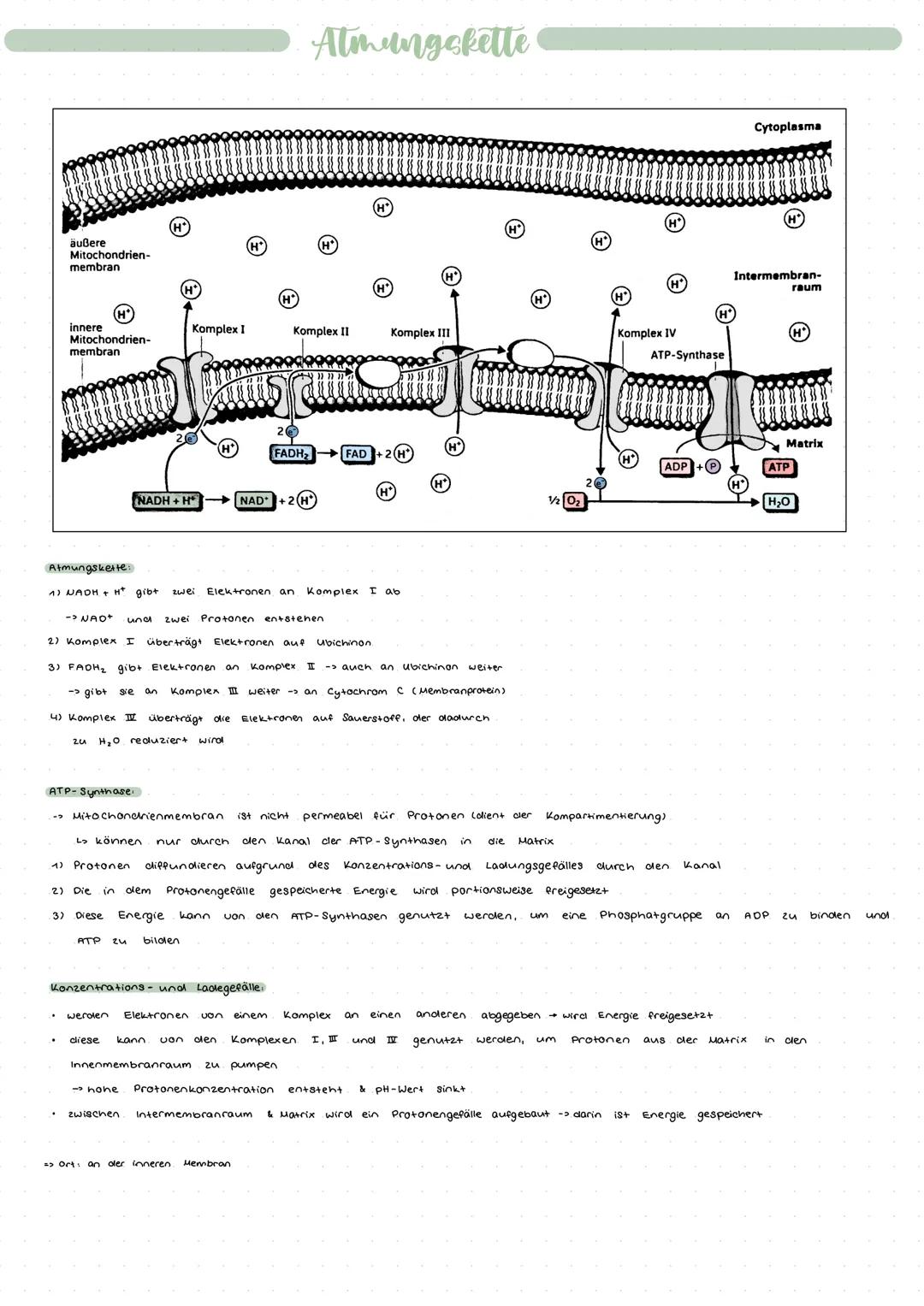 Coenzyme
.
Abbau der Coenzyme :
ATP (Adenosintriphosphat) ist das wichtigste energieübertragende Coenzym der Zellen
von
Bindungen zwischen d