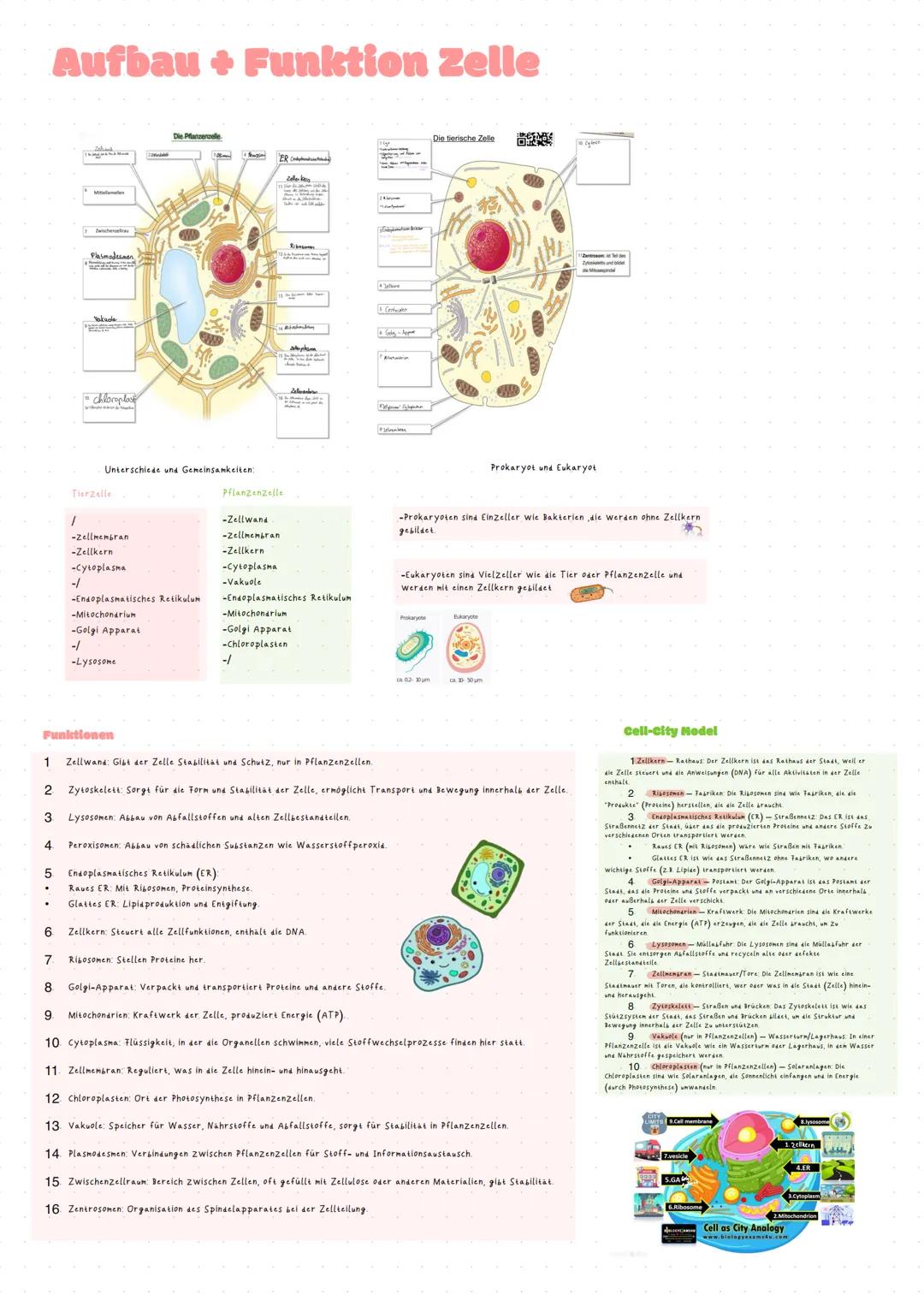 # ORGANISATION EBENEN
Atome
↓
Moleküle
Bestimmen die Struktur und Reaktionsweise der
Moleküle
Aus Umgebung oder Stoffwechsel
Organisch