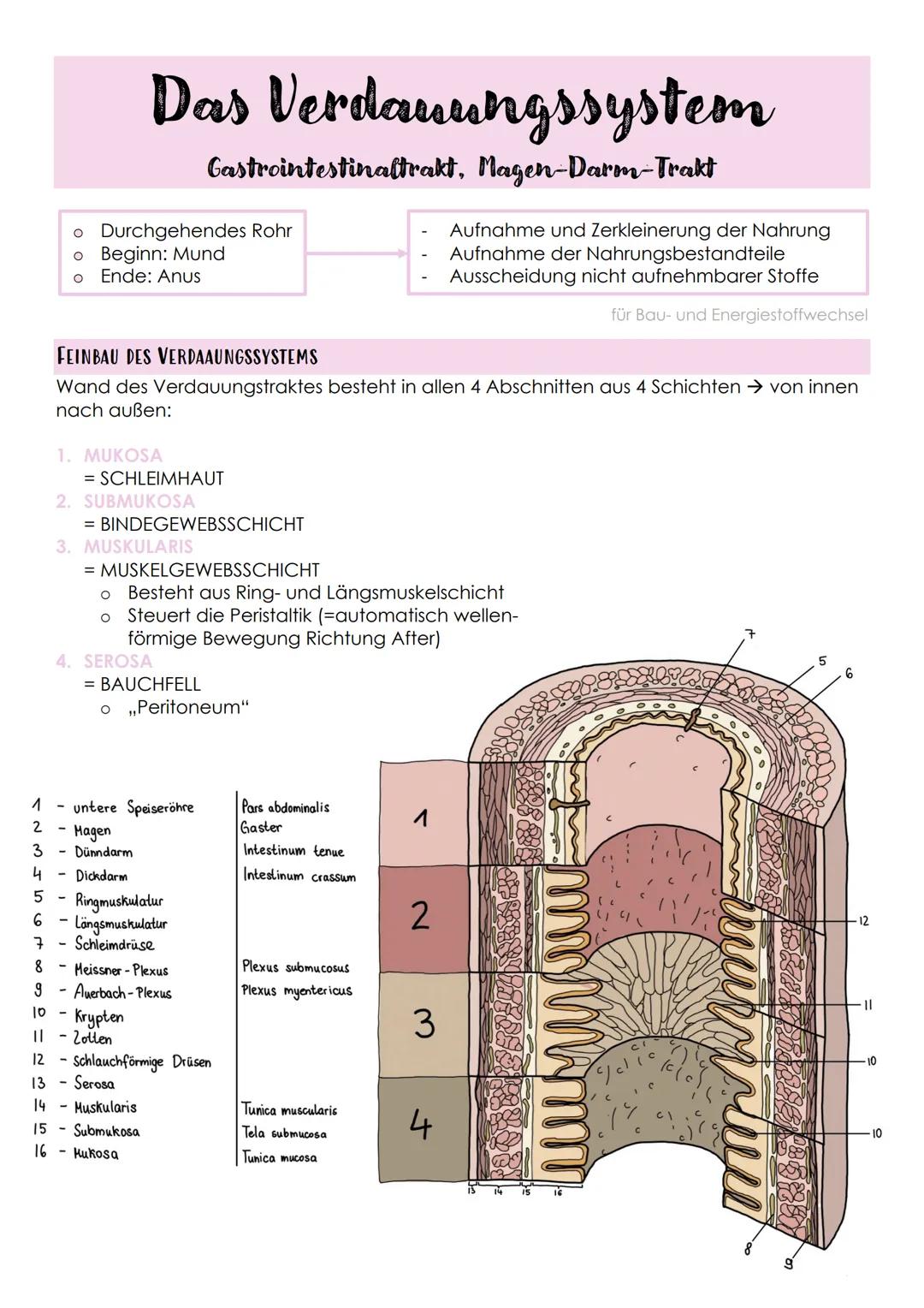 Verdauungssystem