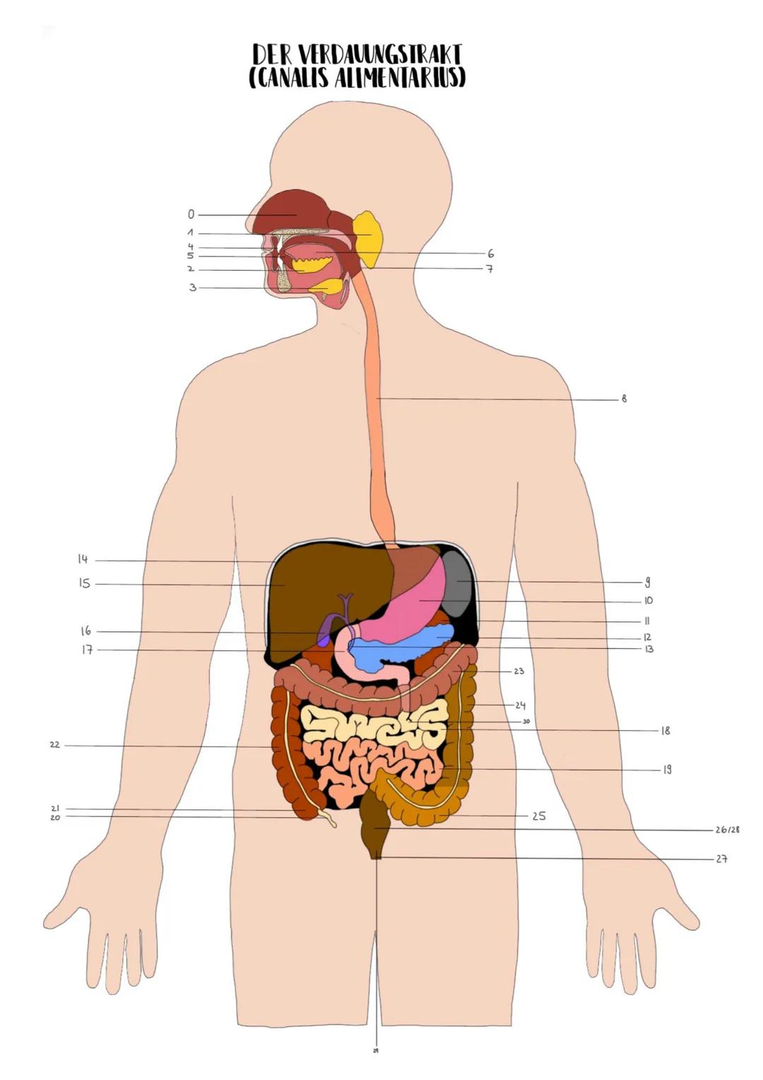 # Das Verdauungssystem
Gastrointestinaltrakt, Magen-Darm-Trakt
* Durchgehendes Rohr
* Beginn: Mund
* Ende: Anus
FEINBAU DES VERDAAU