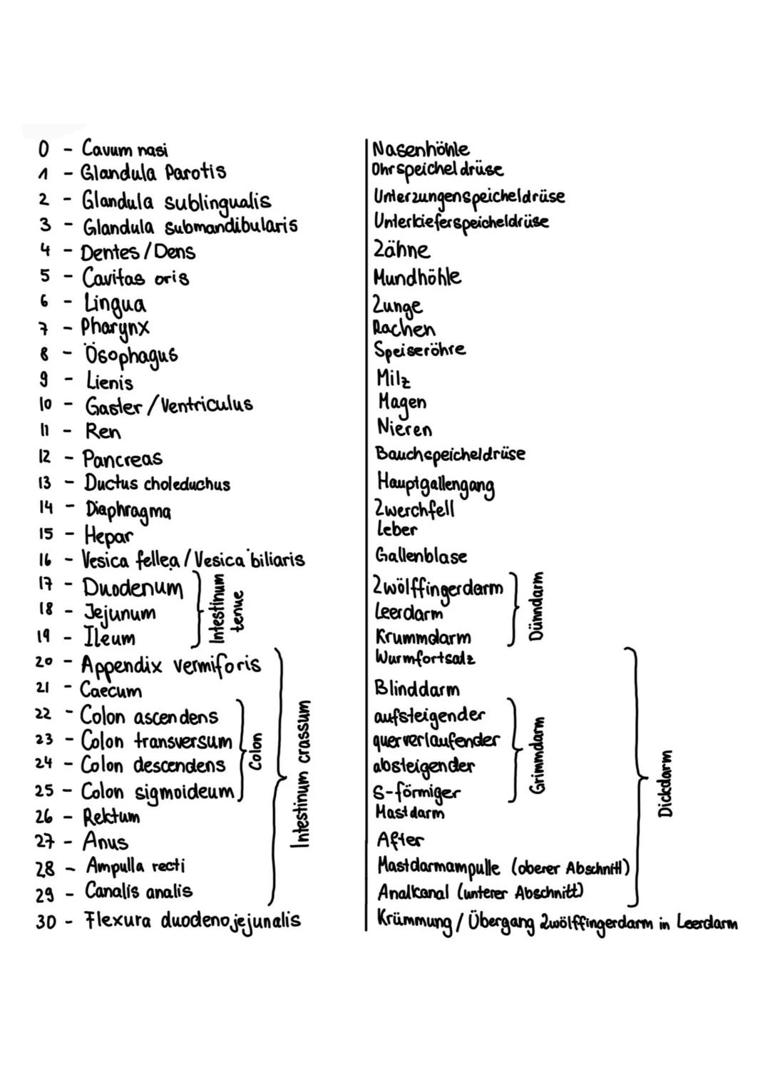# Das Verdauungssystem
Gastrointestinaltrakt, Magen-Darm-Trakt
* Durchgehendes Rohr
* Beginn: Mund
* Ende: Anus
FEINBAU DES VERDAAU