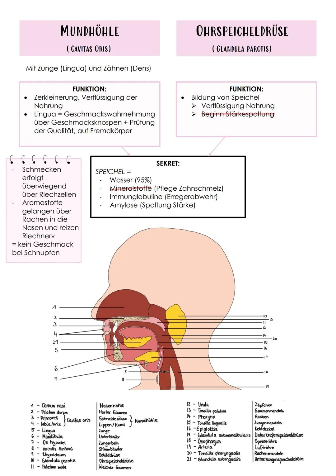 # Das Verdauungssystem
Gastrointestinaltrakt, Magen-Darm-Trakt
* Durchgehendes Rohr
* Beginn: Mund
* Ende: Anus
FEINBAU DES VERDAAU