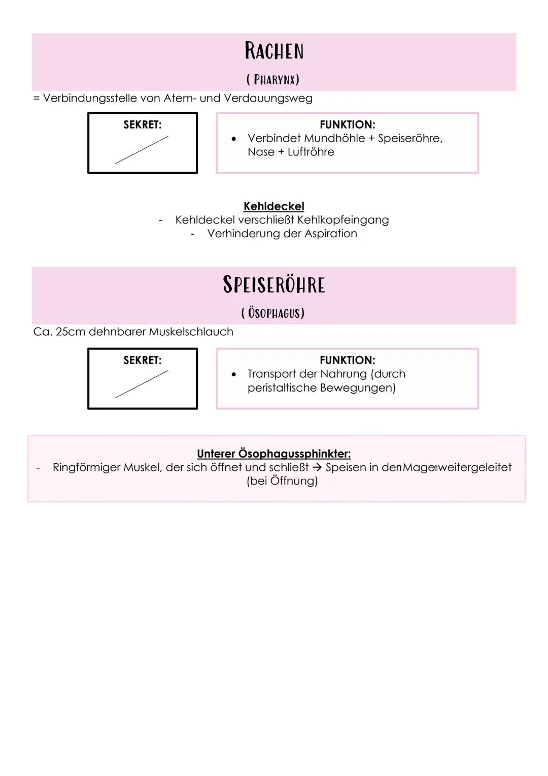 # Das Verdauungssystem
Gastrointestinaltrakt, Magen-Darm-Trakt
* Durchgehendes Rohr
* Beginn: Mund
* Ende: Anus
FEINBAU DES VERDAAU