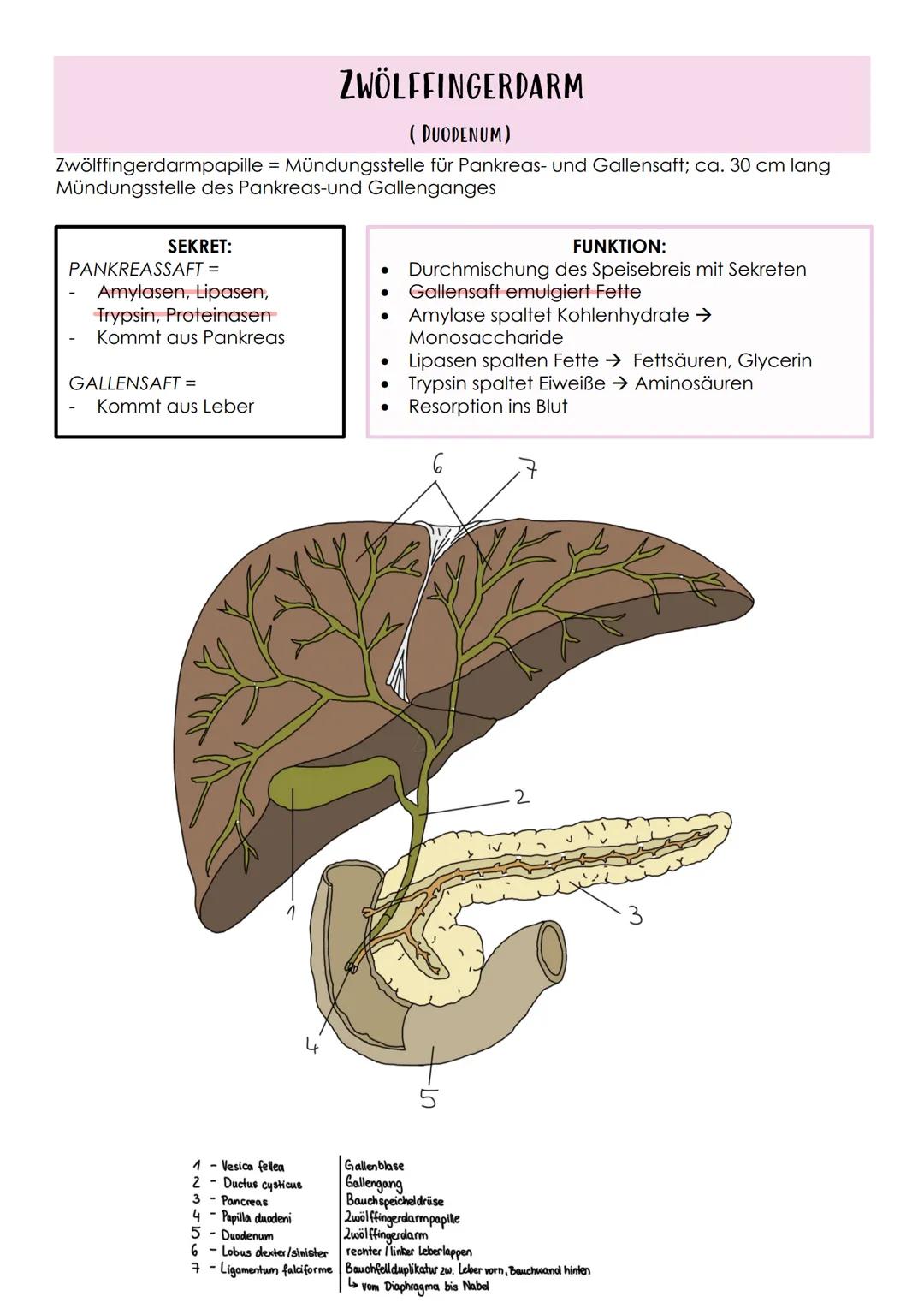 # Das Verdauungssystem
Gastrointestinaltrakt, Magen-Darm-Trakt
* Durchgehendes Rohr
* Beginn: Mund
* Ende: Anus
FEINBAU DES VERDAAU