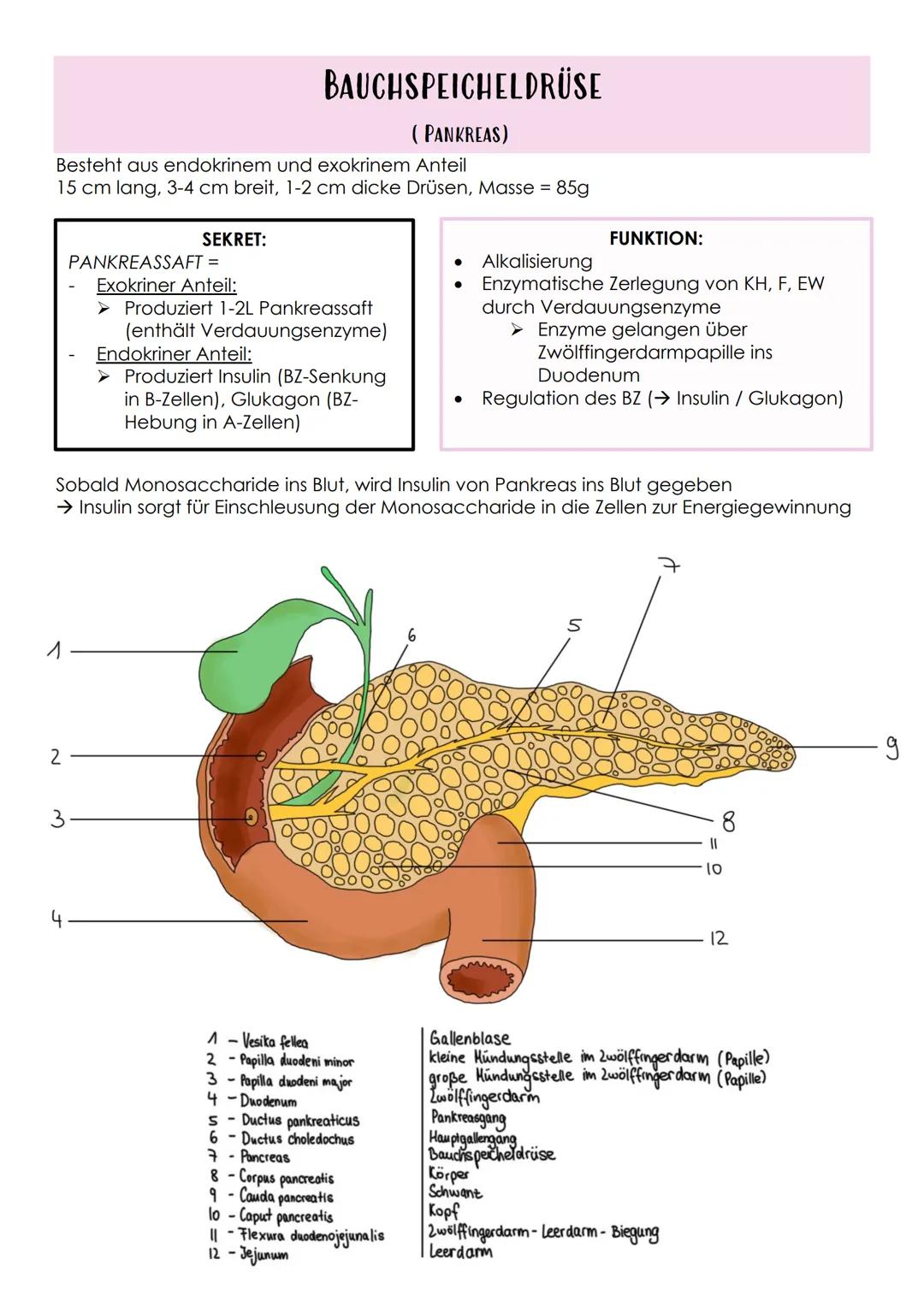 # Das Verdauungssystem
Gastrointestinaltrakt, Magen-Darm-Trakt
* Durchgehendes Rohr
* Beginn: Mund
* Ende: Anus
FEINBAU DES VERDAAU