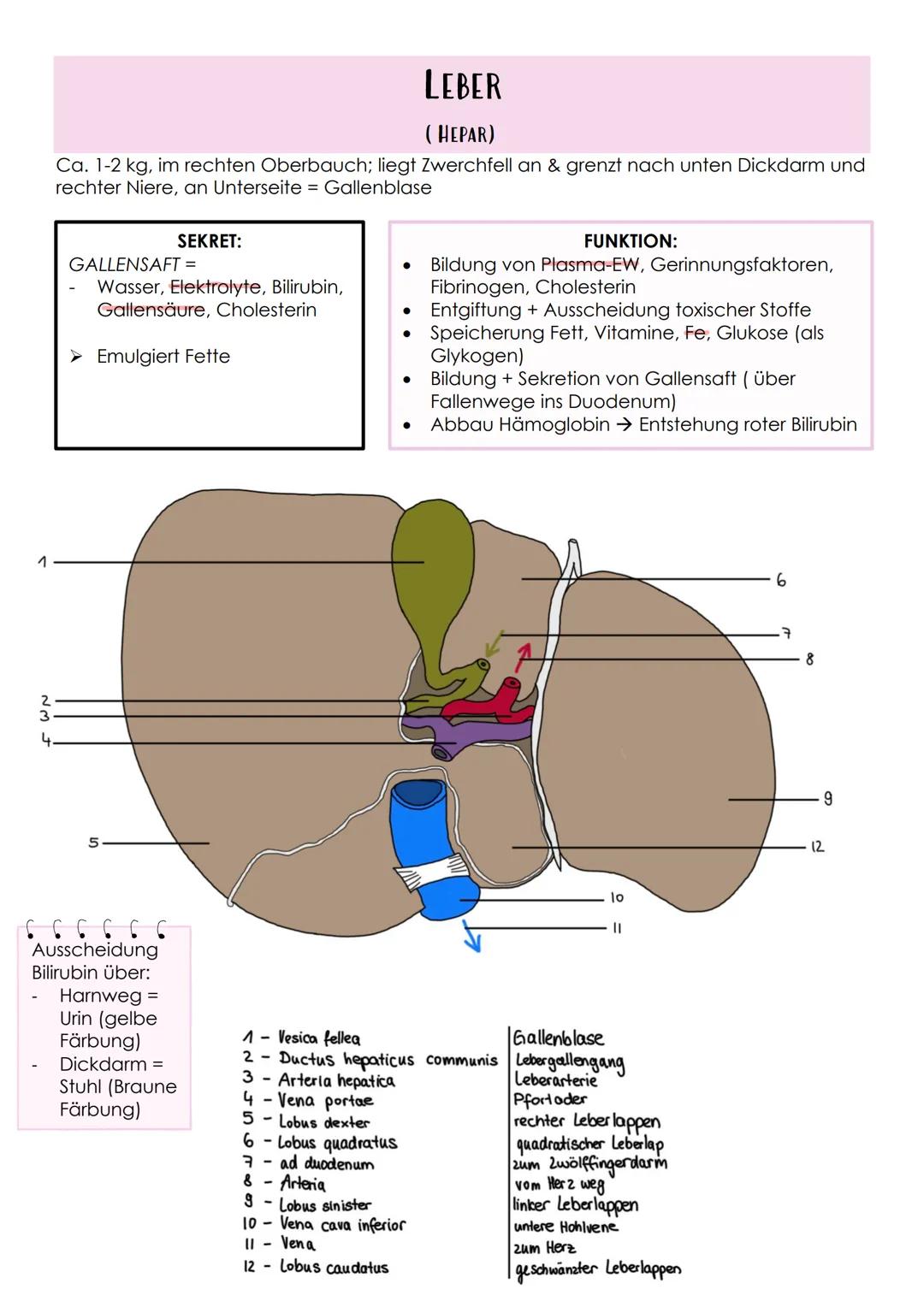 # Das Verdauungssystem
Gastrointestinaltrakt, Magen-Darm-Trakt
* Durchgehendes Rohr
* Beginn: Mund
* Ende: Anus
FEINBAU DES VERDAAU