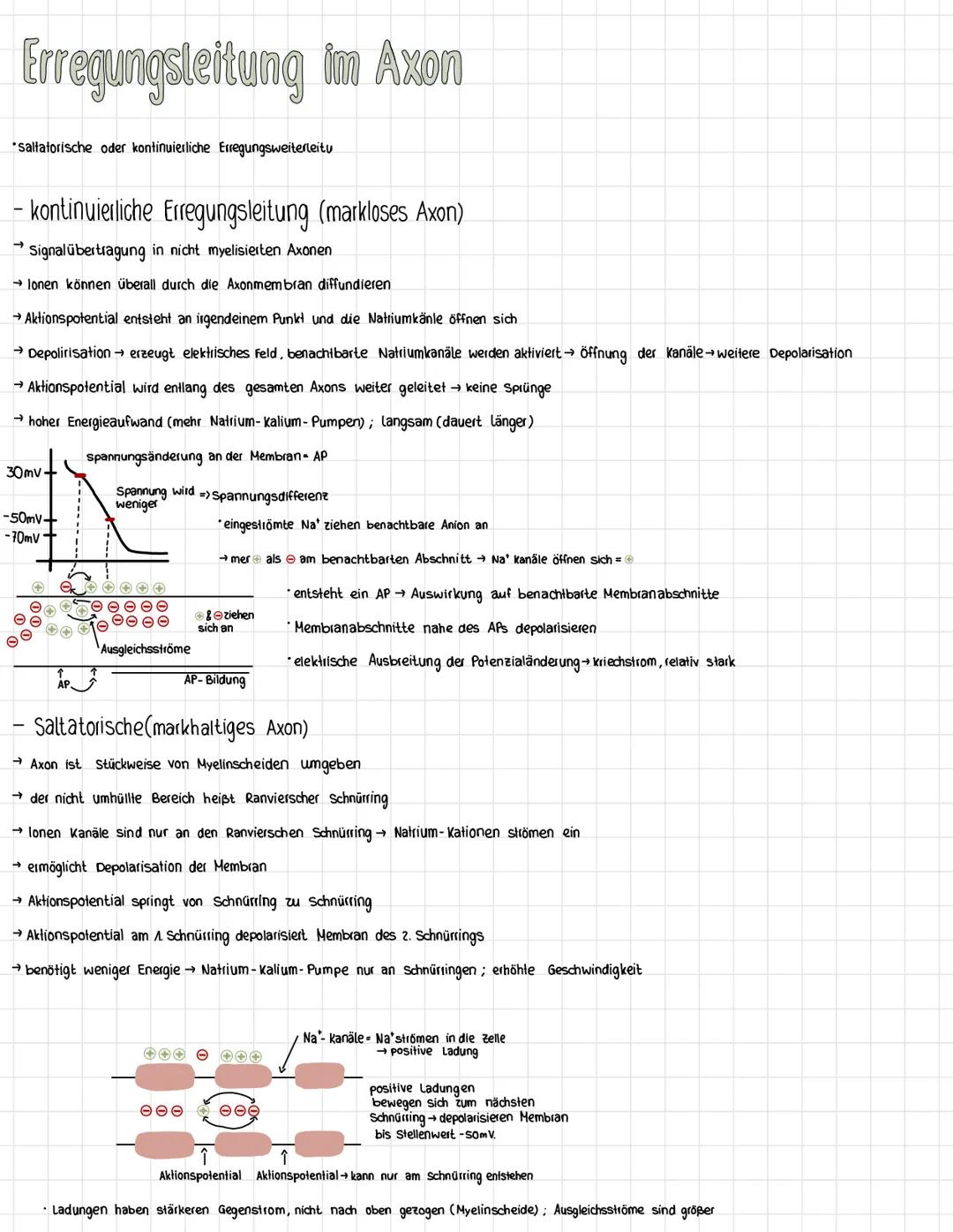 Checkliste:
Big Lernzettel
Aufbau einer Nervenzelle
Dendrit
☑
Ruhepotential Entstehung+ Ablauf
Aktionspotential Entstehung + Ablauf
Aufbau e