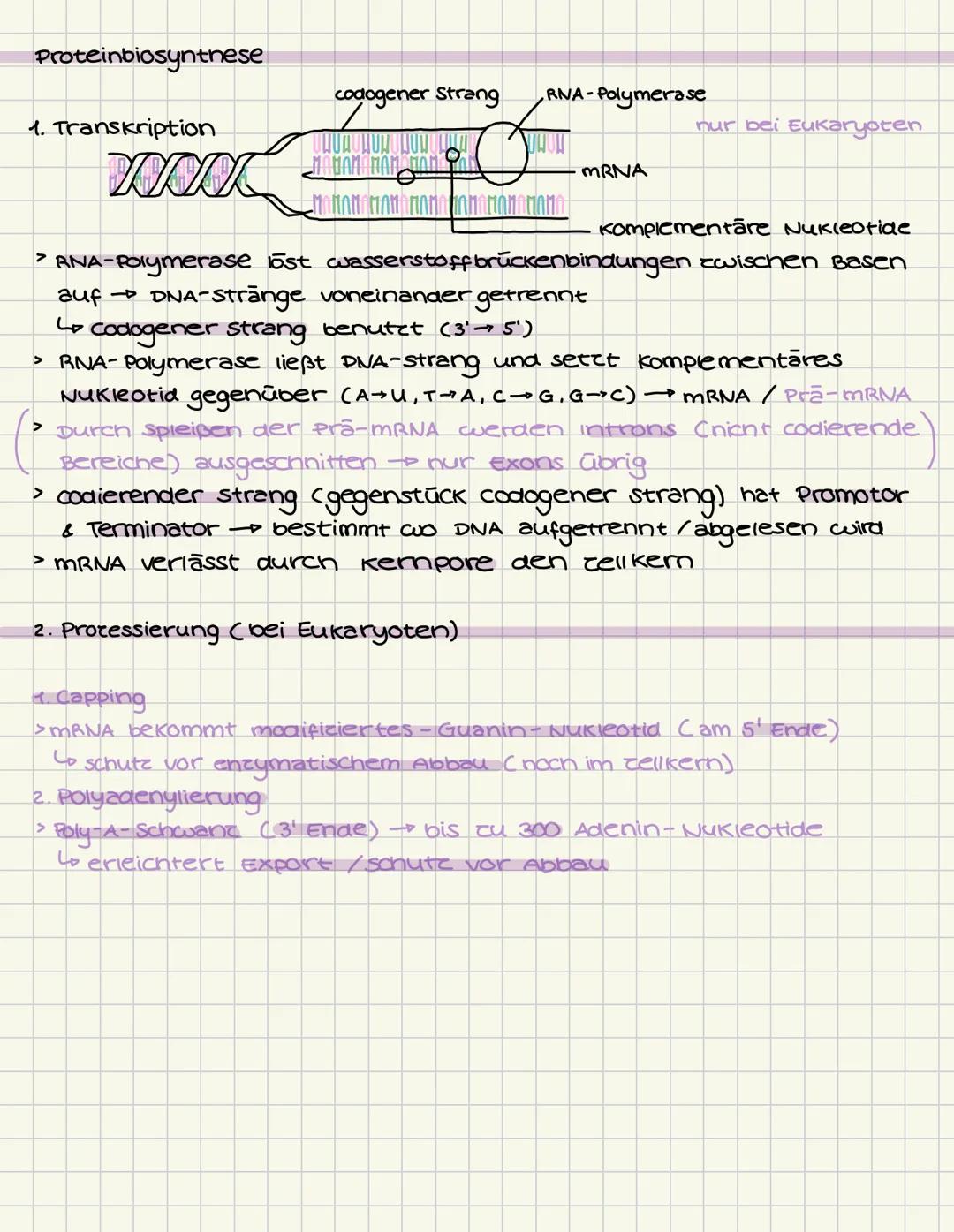# GENETIK
Aufbau der DNA (Desoxyribonukleinsäure)
5
C
G
3
T
A
A
T
Die Doppelhelix besteht aus vielen Nukle -
otiden, die jeweils aus einem