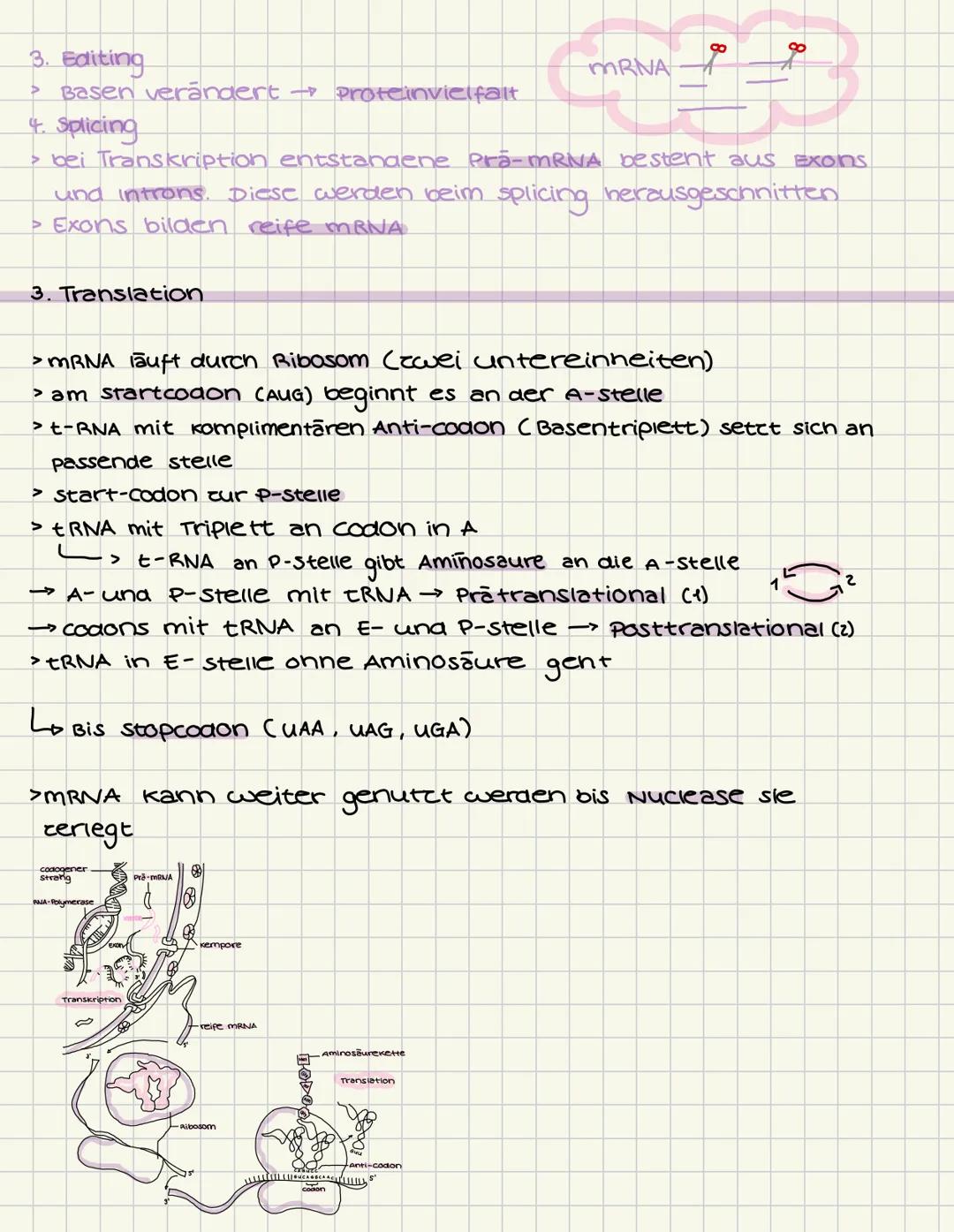# GENETIK
Aufbau der DNA (Desoxyribonukleinsäure)
5
C
G
3
T
A
A
T
Die Doppelhelix besteht aus vielen Nukle -
otiden, die jeweils aus einem