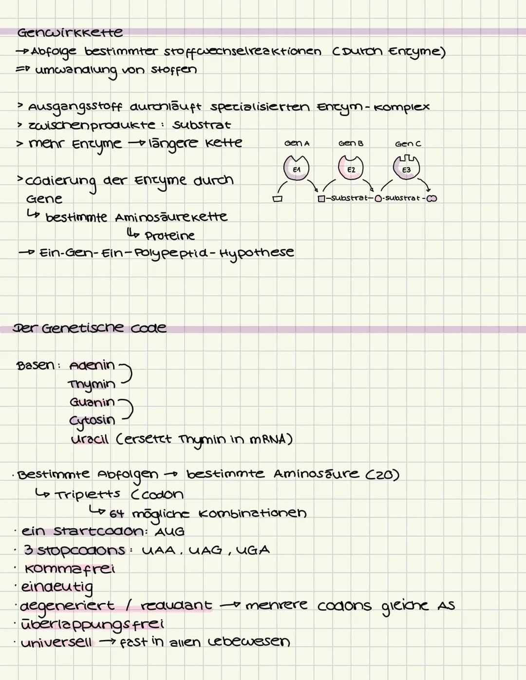 # GENETIK
Aufbau der DNA (Desoxyribonukleinsäure)
5
C
G
3
T
A
A
T
Die Doppelhelix besteht aus vielen Nukle -
otiden, die jeweils aus einem