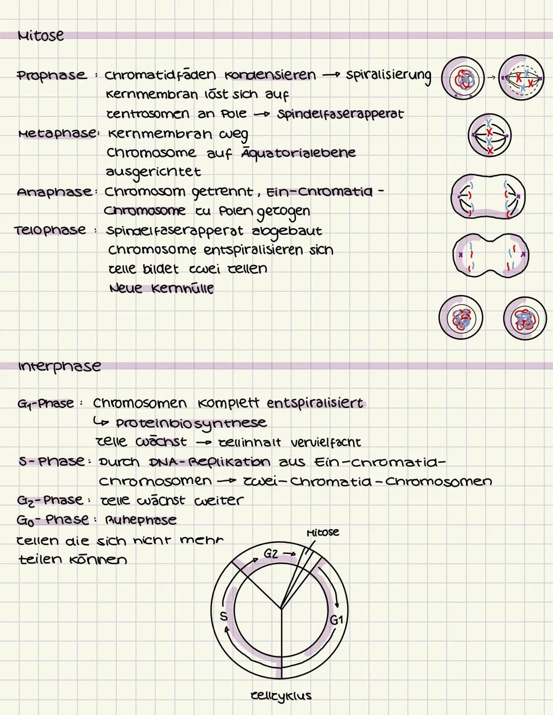 # GENETIK
Aufbau der DNA (Desoxyribonukleinsäure)
5
C
G
3
T
A
A
T
Die Doppelhelix besteht aus vielen Nukle -
otiden, die jeweils aus einem