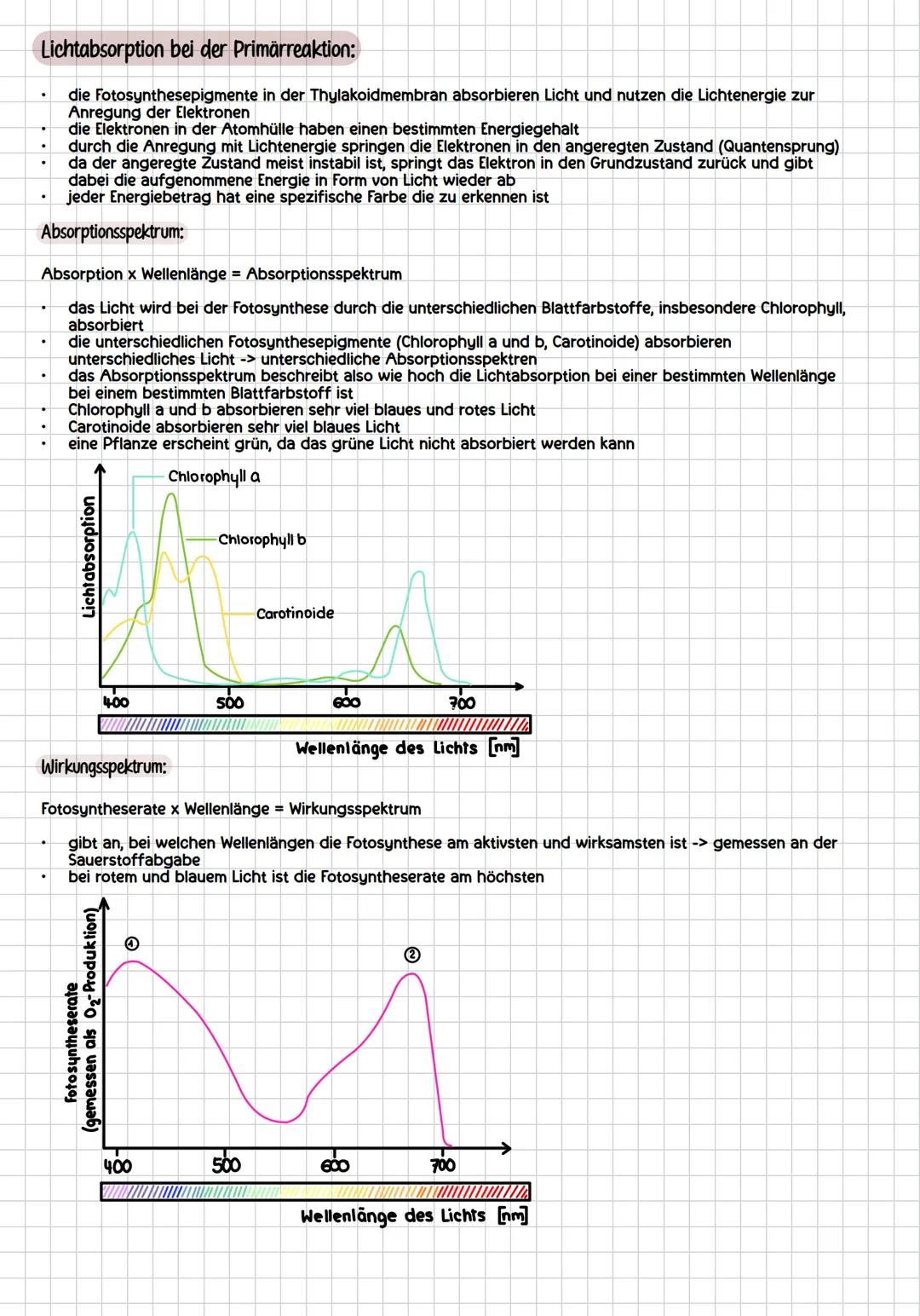 # assimilation
allgemein:
Sprossvegetationspunkt
Blatt
Fototropismus: Wachstum
zum Licht
Spross
Wurzel
Wurzelvegetationspunkt
Geotropi