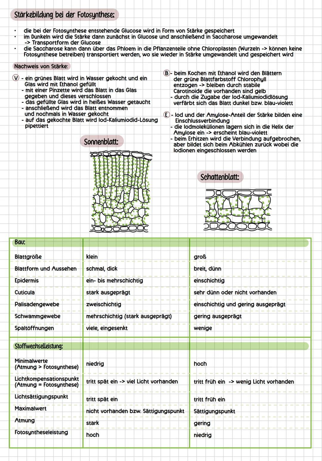# assimilation
allgemein:
Sprossvegetationspunkt
Blatt
Fototropismus: Wachstum
zum Licht
Spross
Wurzel
Wurzelvegetationspunkt
Geotropi