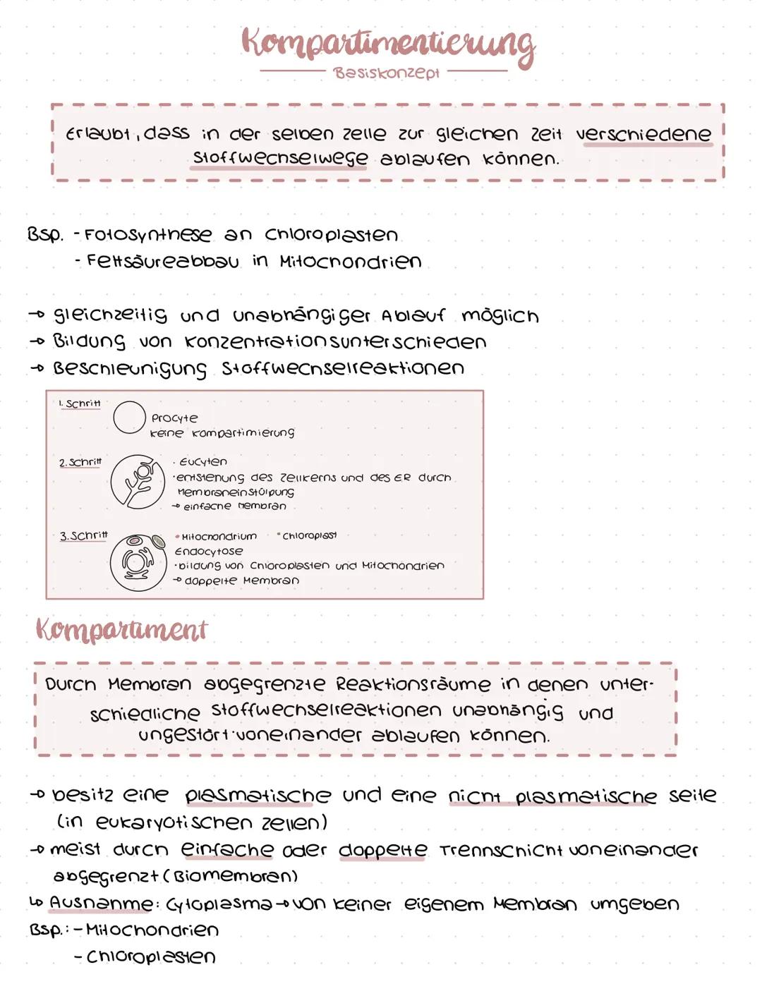 # Kompartimentierung
Basiskonzept
Erlaubt, dass in der selben zelle zur gleichen zeit verschiedene
Stoffwechselwege ablaufen können.
BSP.