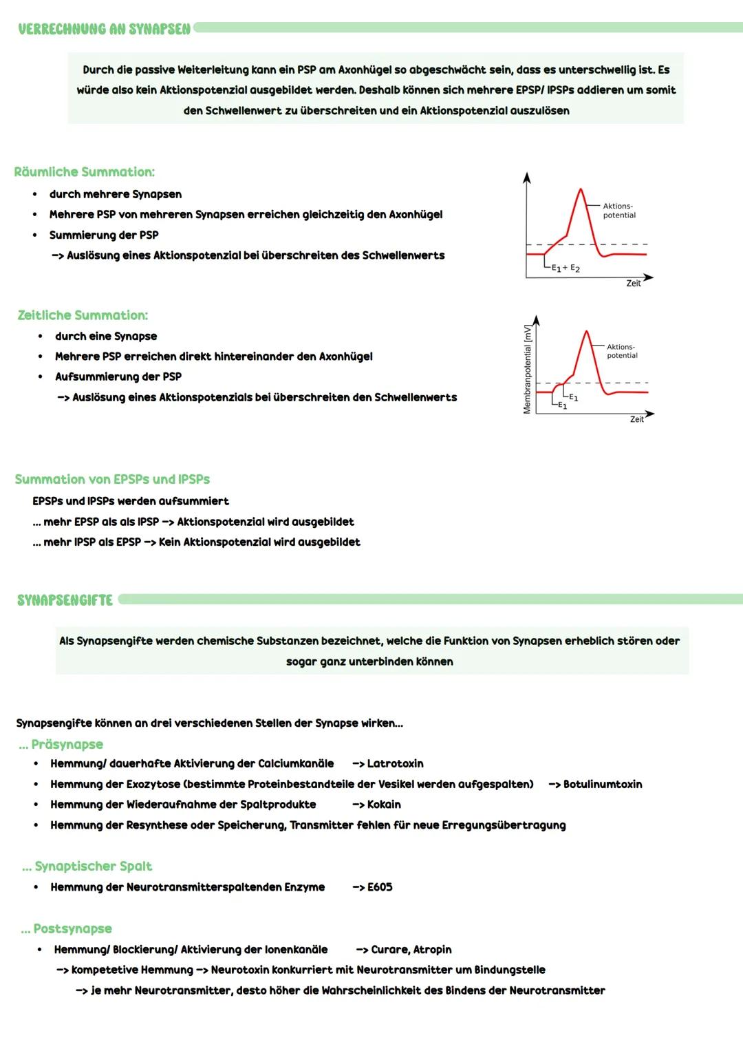 Synapse
Die Synapse ist die Stelle einer neuronalen Verknüpfung, über die eine Nervenzelle in Kontakt zu einer
anderen Zelle steht - dieses