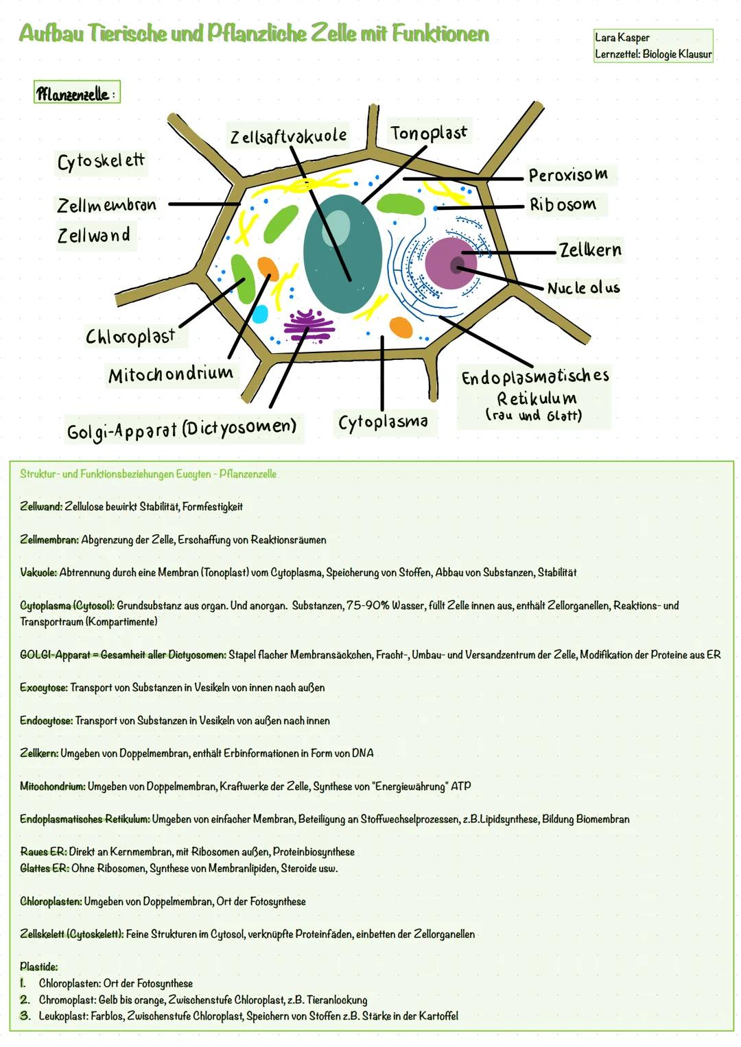# Aufbau Tierische und Pflanzliche Zelle mit Funktionen
Pflanzenzelle:
Cytoskelett
Zellmembran
Zellwand
Zellsaftvakuole
Tonoplast
Lara