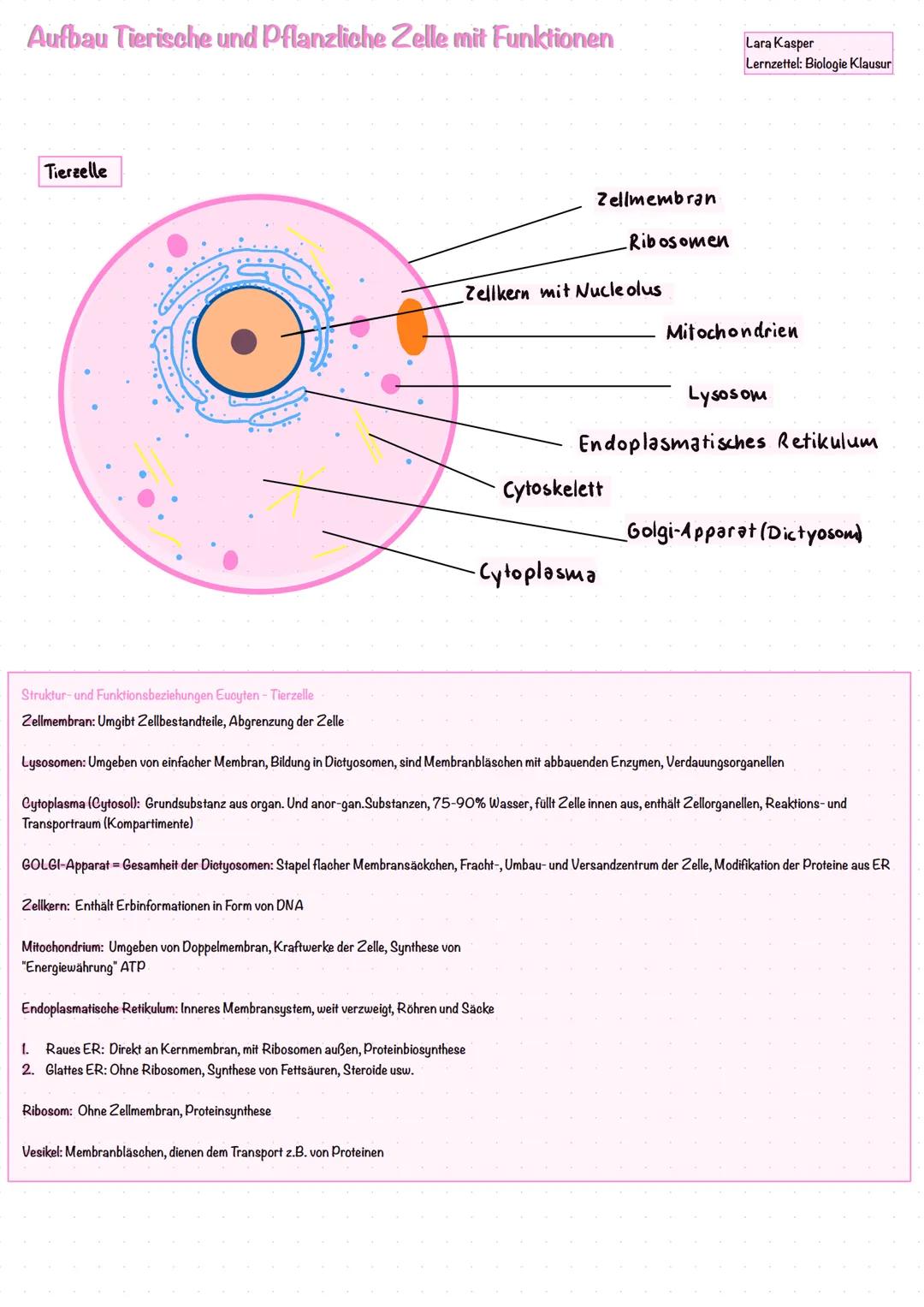 # Aufbau Tierische und Pflanzliche Zelle mit Funktionen
Pflanzenzelle:
Cytoskelett
Zellmembran
Zellwand
Zellsaftvakuole
Tonoplast
Lara