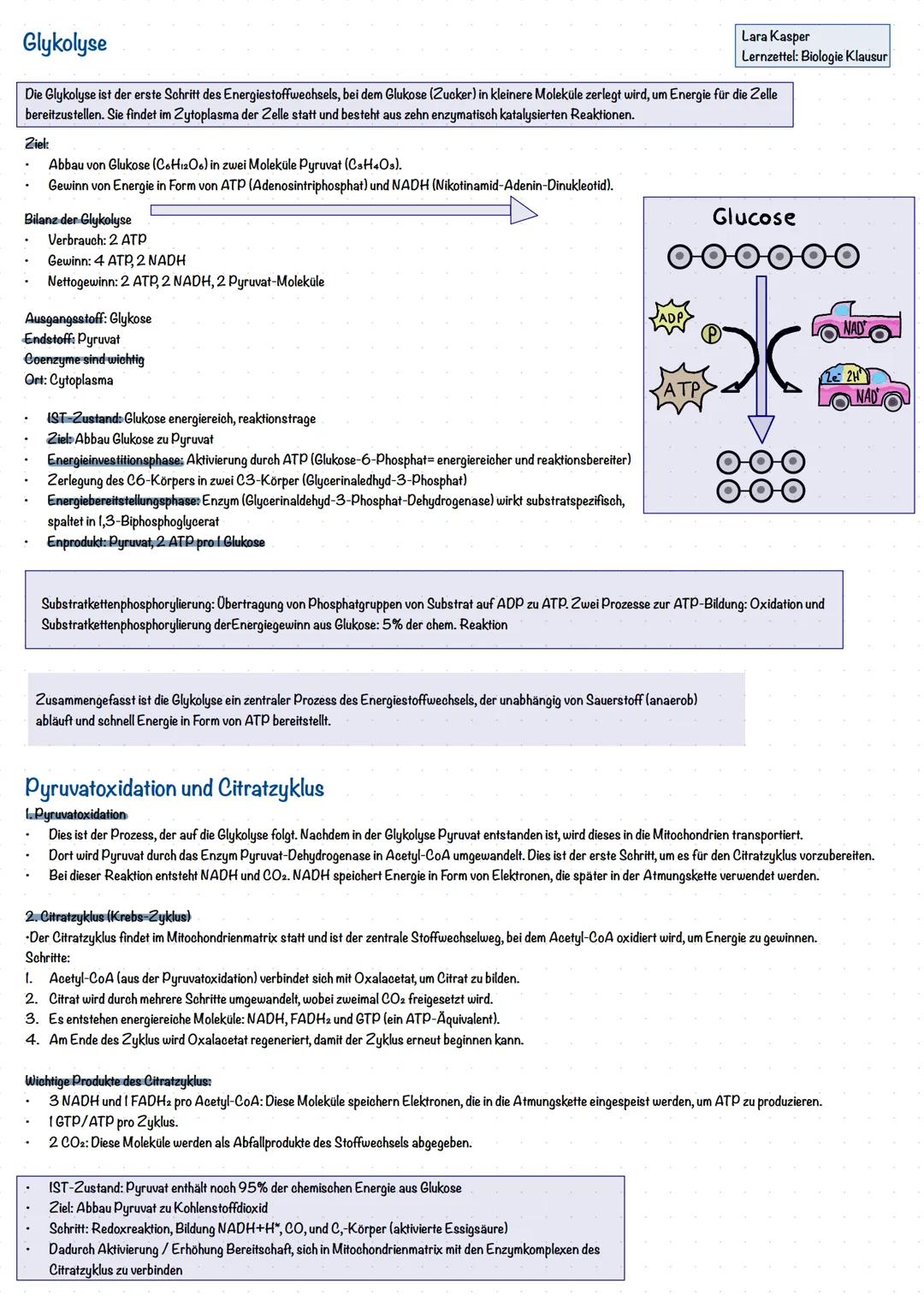 Zellatmung
Ablauf der Zellatmung
2 NADH
2 NADH
6 NADH
2 FADH2
Glucose
Glykolyse
Oxidative
Decarboxy-
lierung
Citrat-
zyklus
Atmungs-
kette
2