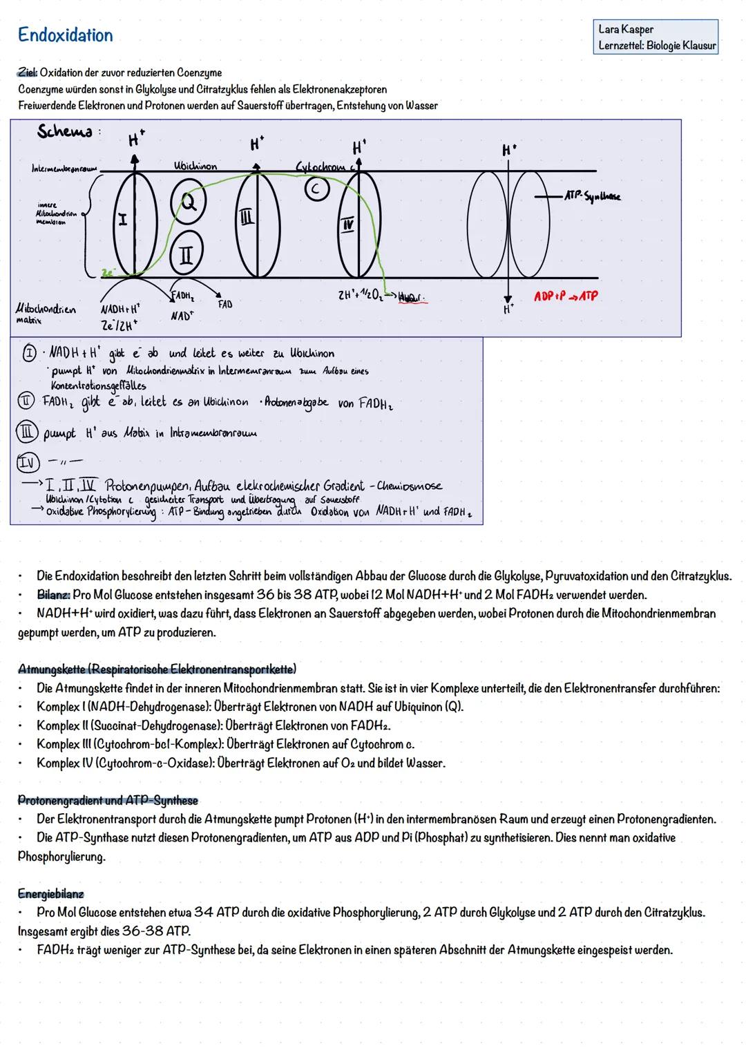 Zellatmung
Ablauf der Zellatmung
2 NADH
2 NADH
6 NADH
2 FADH2
Glucose
Glykolyse
Oxidative
Decarboxy-
lierung
Citrat-
zyklus
Atmungs-
kette
2