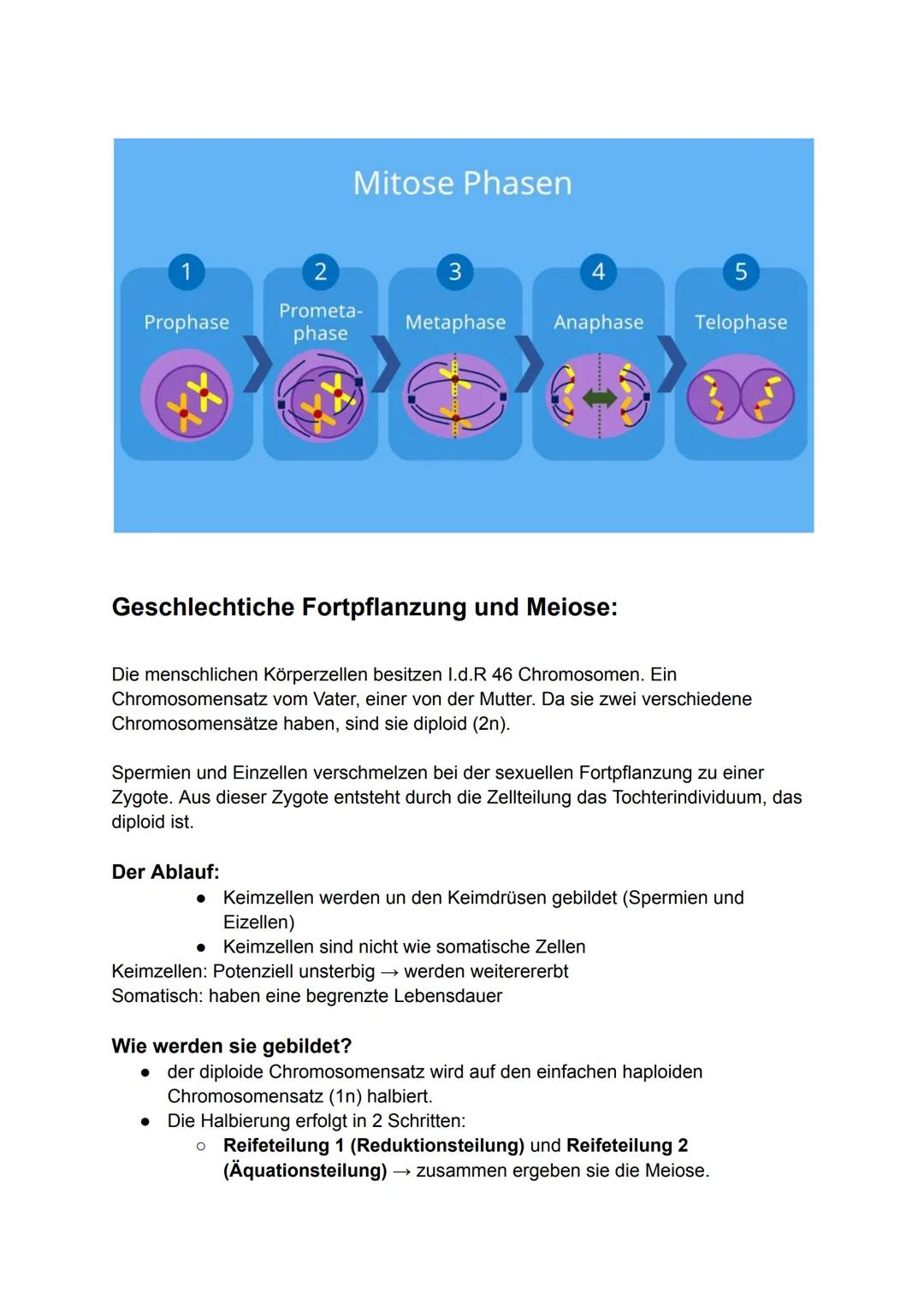 Genetik
Gene
Genetik:
Grundbegriffe die in der Genetik sehr häufig vorkommen:
•
•
•
DNA: Doppelsträngiges Molekül, trägt Erbinformationen, i