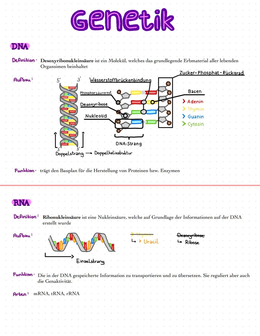 # BIOLOGIE
Leistungskurs
Prüfung: 23.05.2022 # Genetik
DNA
Definition · Desoxyribonukleinsäure ist ein Molekül, welches das grundlegende