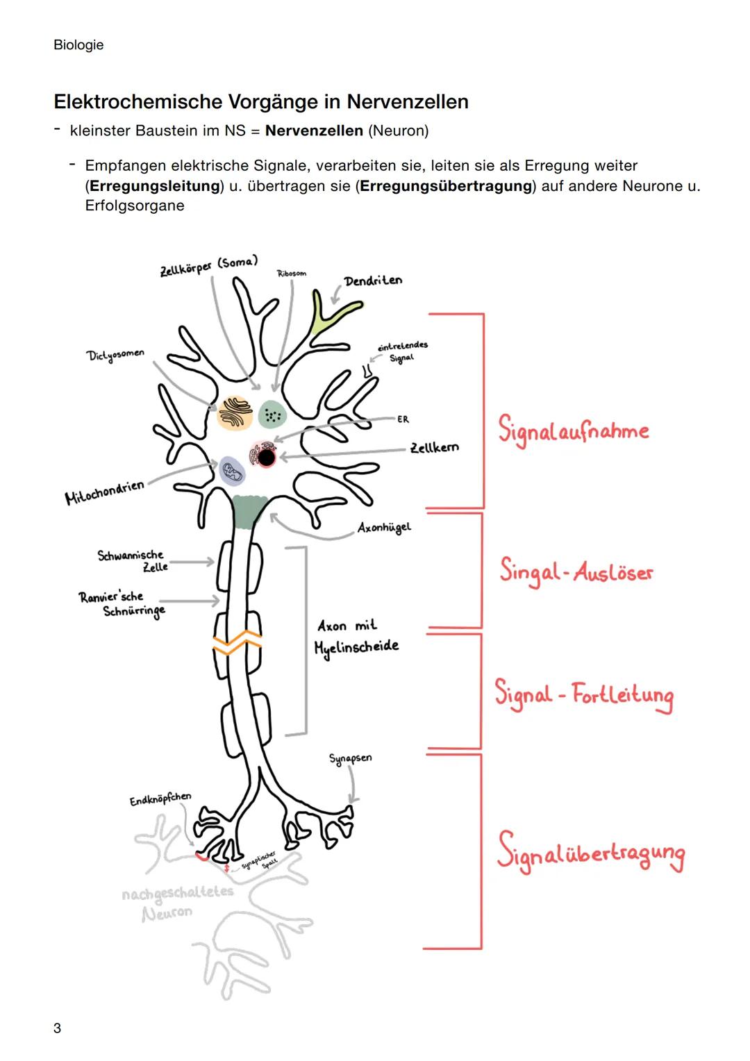 Biologie
Neurobiologie
elektrochemische Vorgänge in Nervenzellen
Ruhepotenzial, Erregungsbildung u. -fortleitung
Erregungsübertragung an Syn