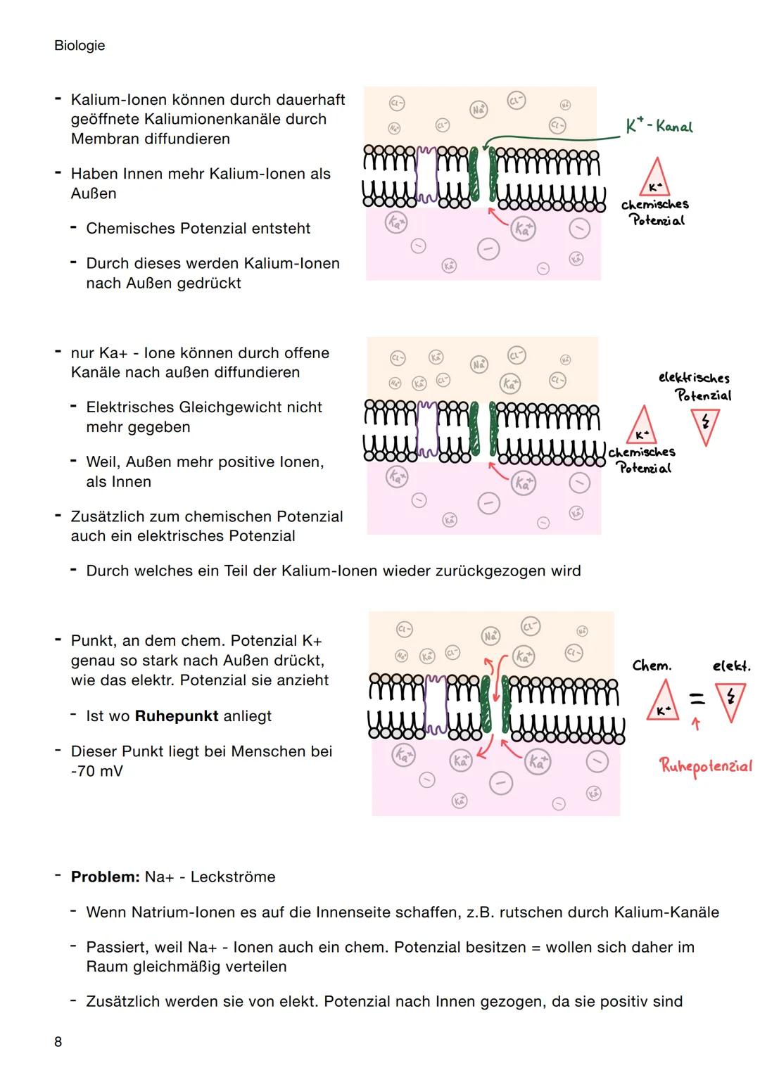 Biologie
Neurobiologie
elektrochemische Vorgänge in Nervenzellen
Ruhepotenzial, Erregungsbildung u. -fortleitung
Erregungsübertragung an Syn