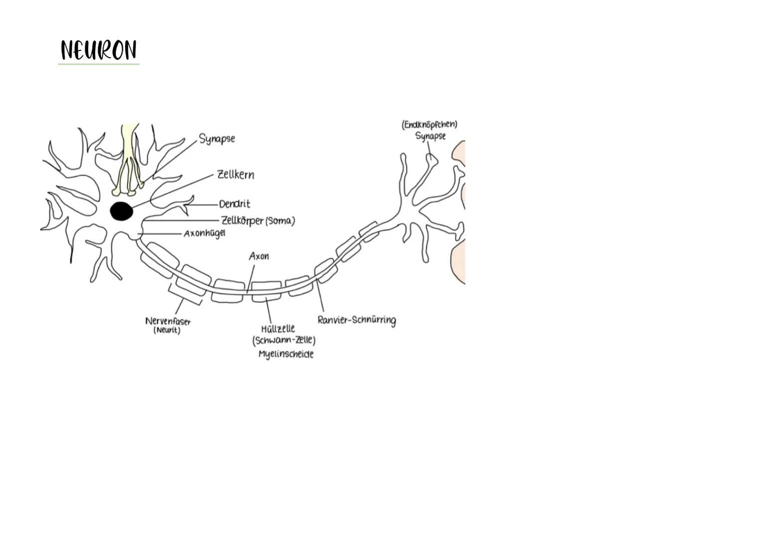 NEURON
Synapse
Zellkern
-Dendrit
-Zellkörper (Soma)
Axonhügel
Axon
Nervenfaser
(Neurit)
Hüllzelle
(Schwann-Zelle)
Myelinscheide
Ranvier-Schn