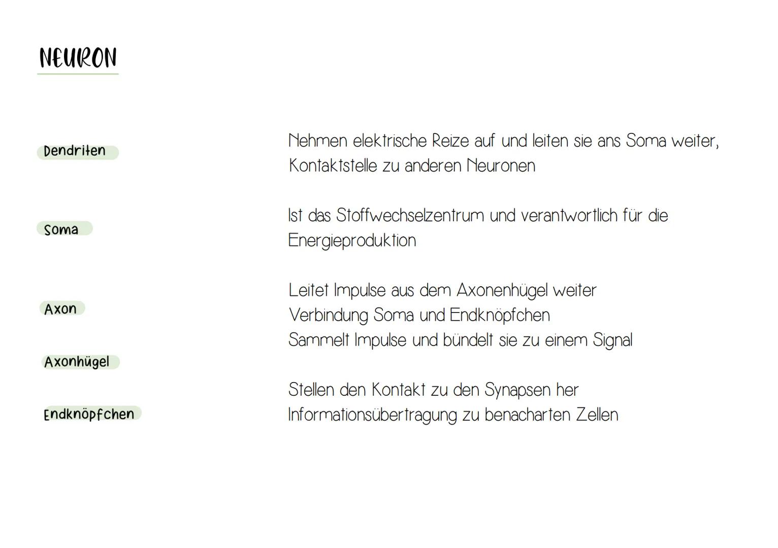 NEURON
Synapse
Zellkern
-Dendrit
-Zellkörper (Soma)
Axonhügel
Axon
Nervenfaser
(Neurit)
Hüllzelle
(Schwann-Zelle)
Myelinscheide
Ranvier-Schn