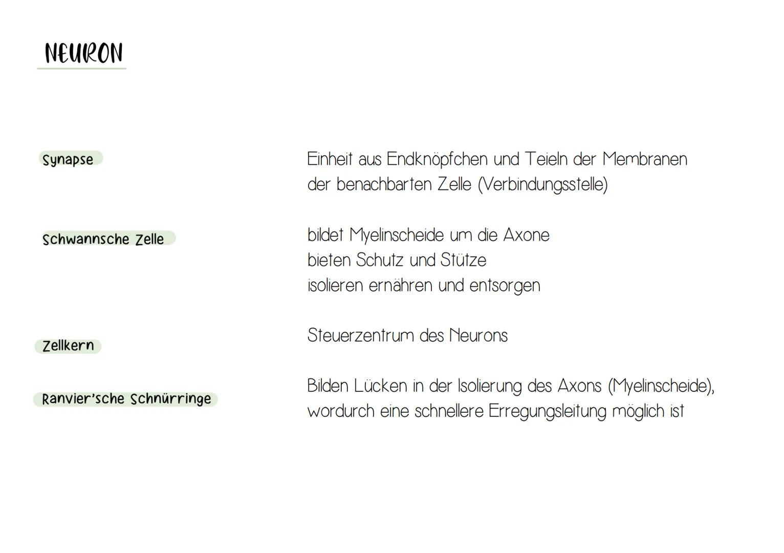 NEURON
Synapse
Zellkern
-Dendrit
-Zellkörper (Soma)
Axonhügel
Axon
Nervenfaser
(Neurit)
Hüllzelle
(Schwann-Zelle)
Myelinscheide
Ranvier-Schn