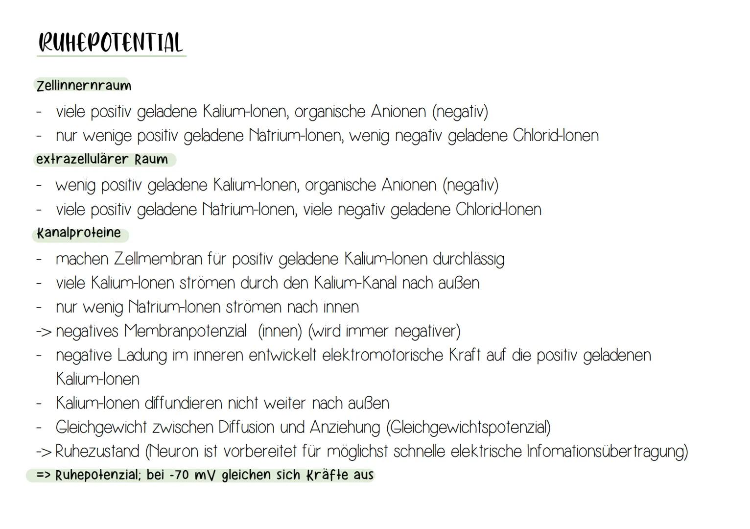 NEURON
Synapse
Zellkern
-Dendrit
-Zellkörper (Soma)
Axonhügel
Axon
Nervenfaser
(Neurit)
Hüllzelle
(Schwann-Zelle)
Myelinscheide
Ranvier-Schn